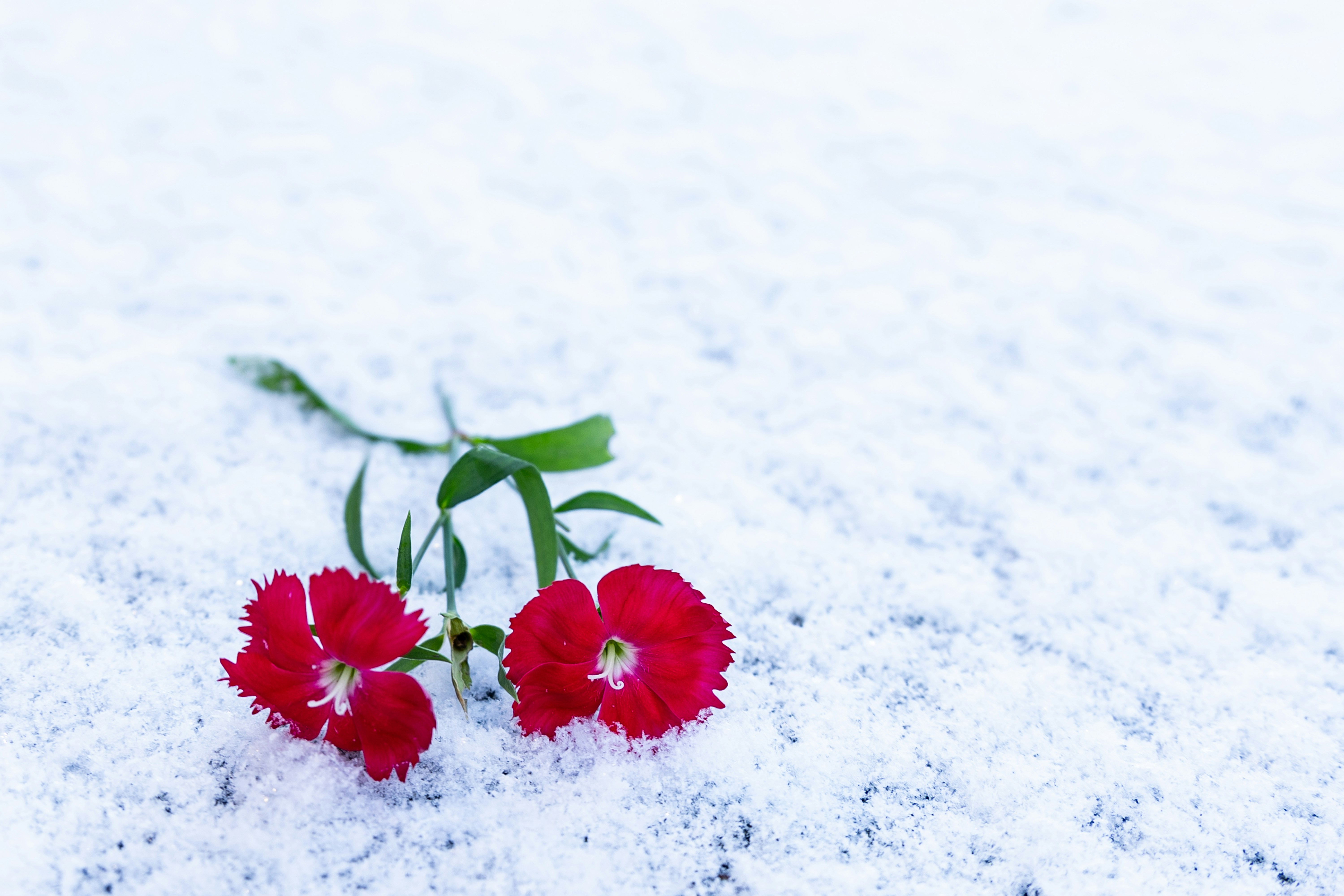 雪に覆われた地面の上に座っている赤い花のカップル