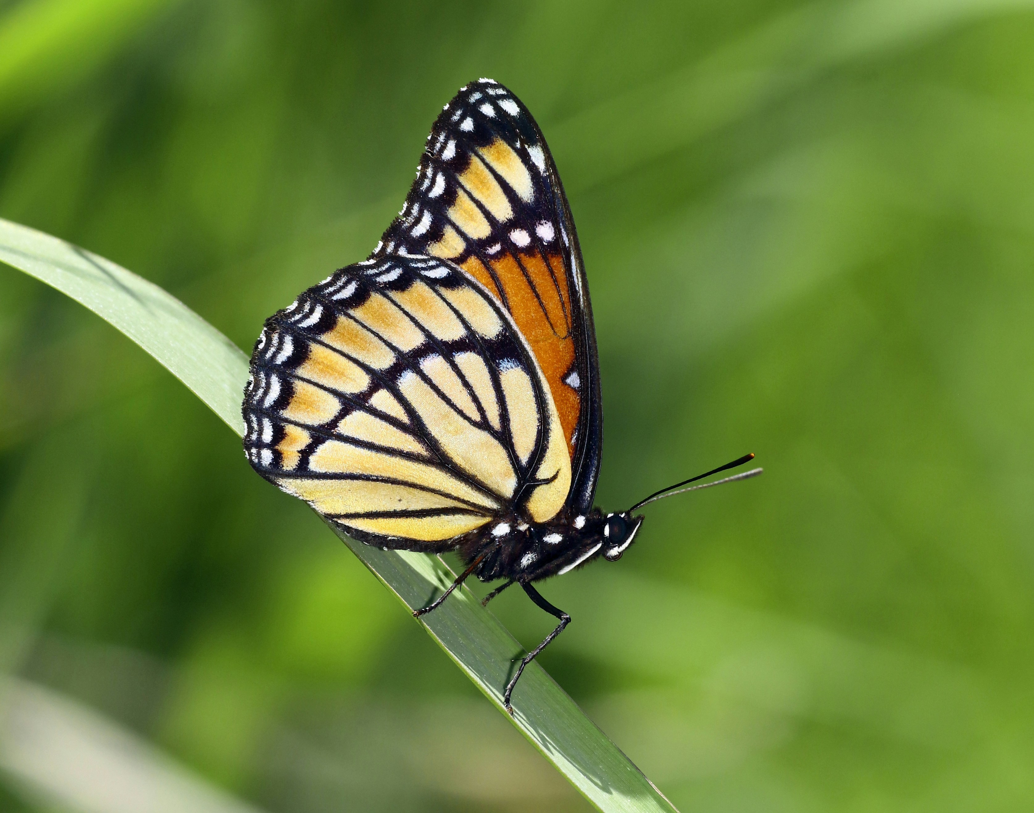 Photo by telliottmbamsc