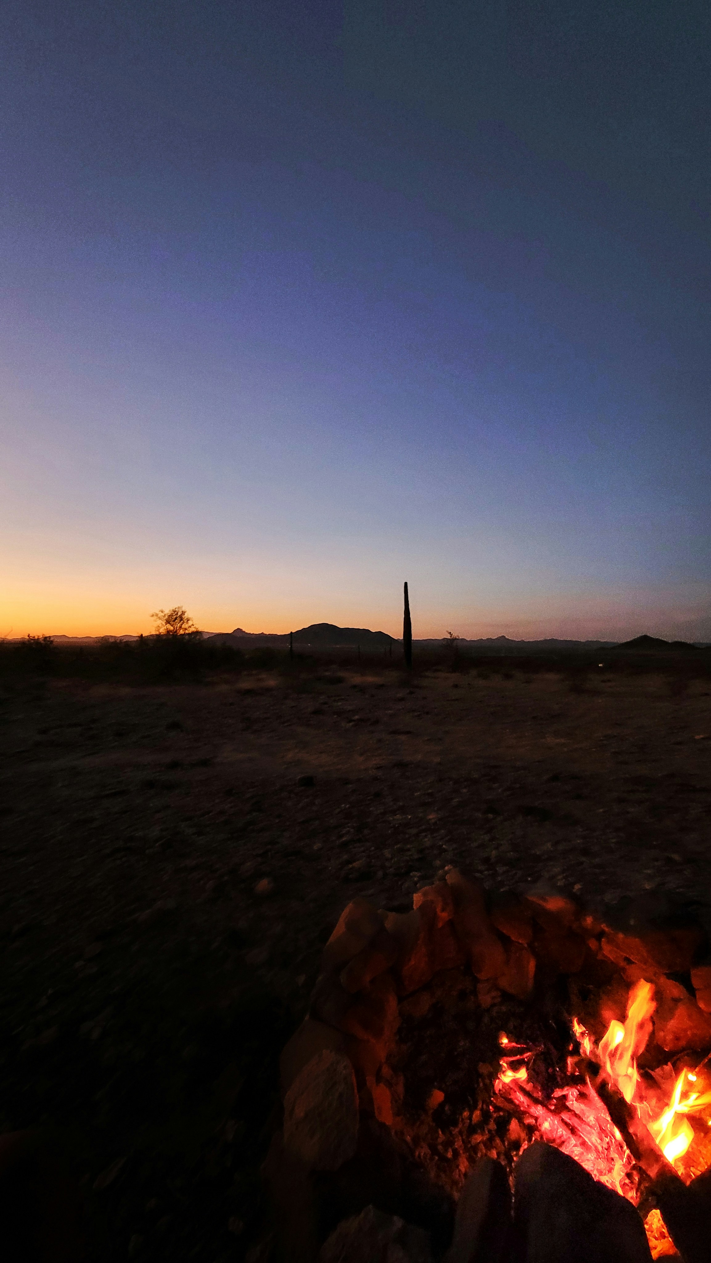 Saguaro cactus at sunset near the campground