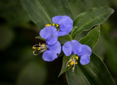A couple of blue flowers sitting on top of a green leaf