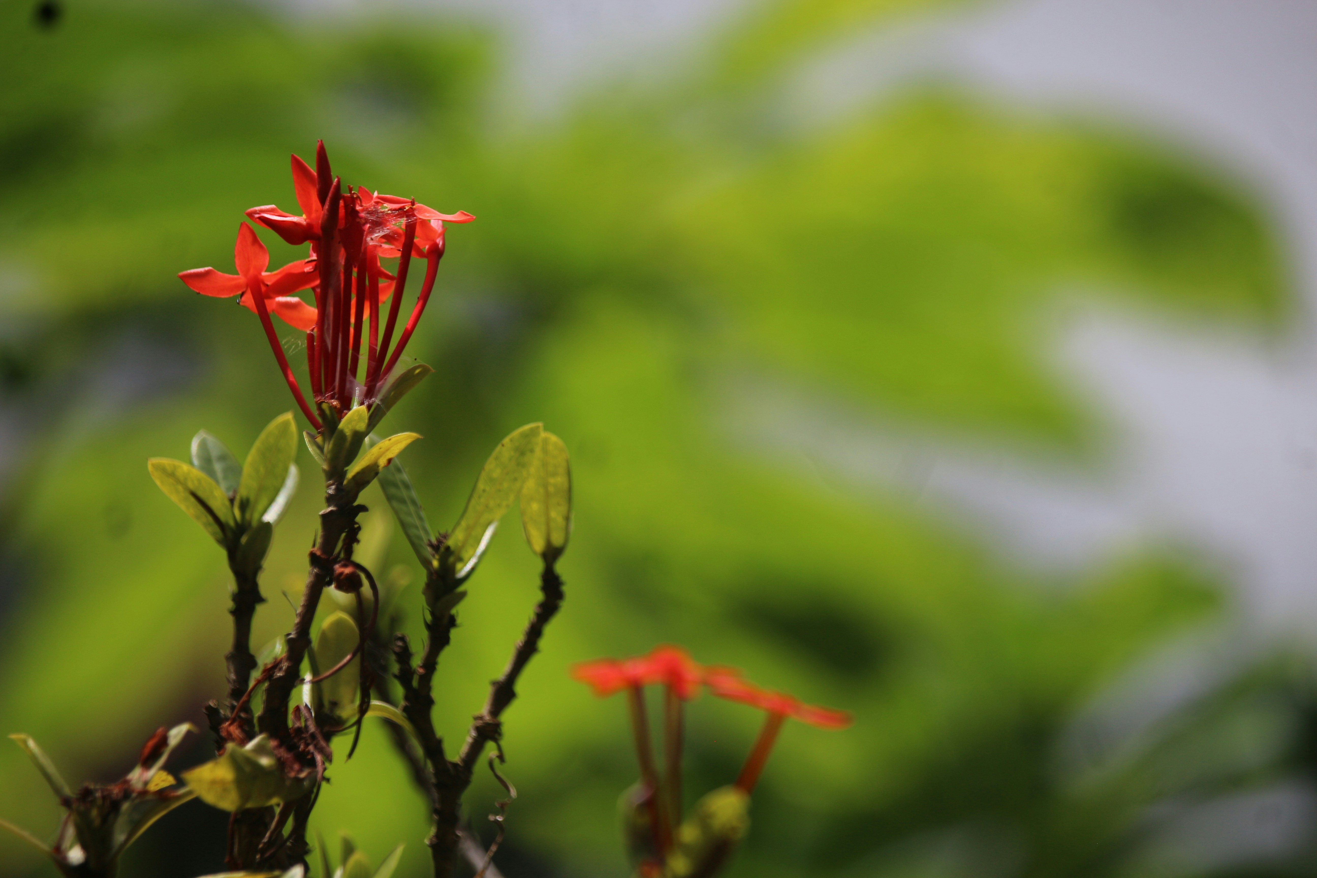 A close up of a red flower with a blurry background
