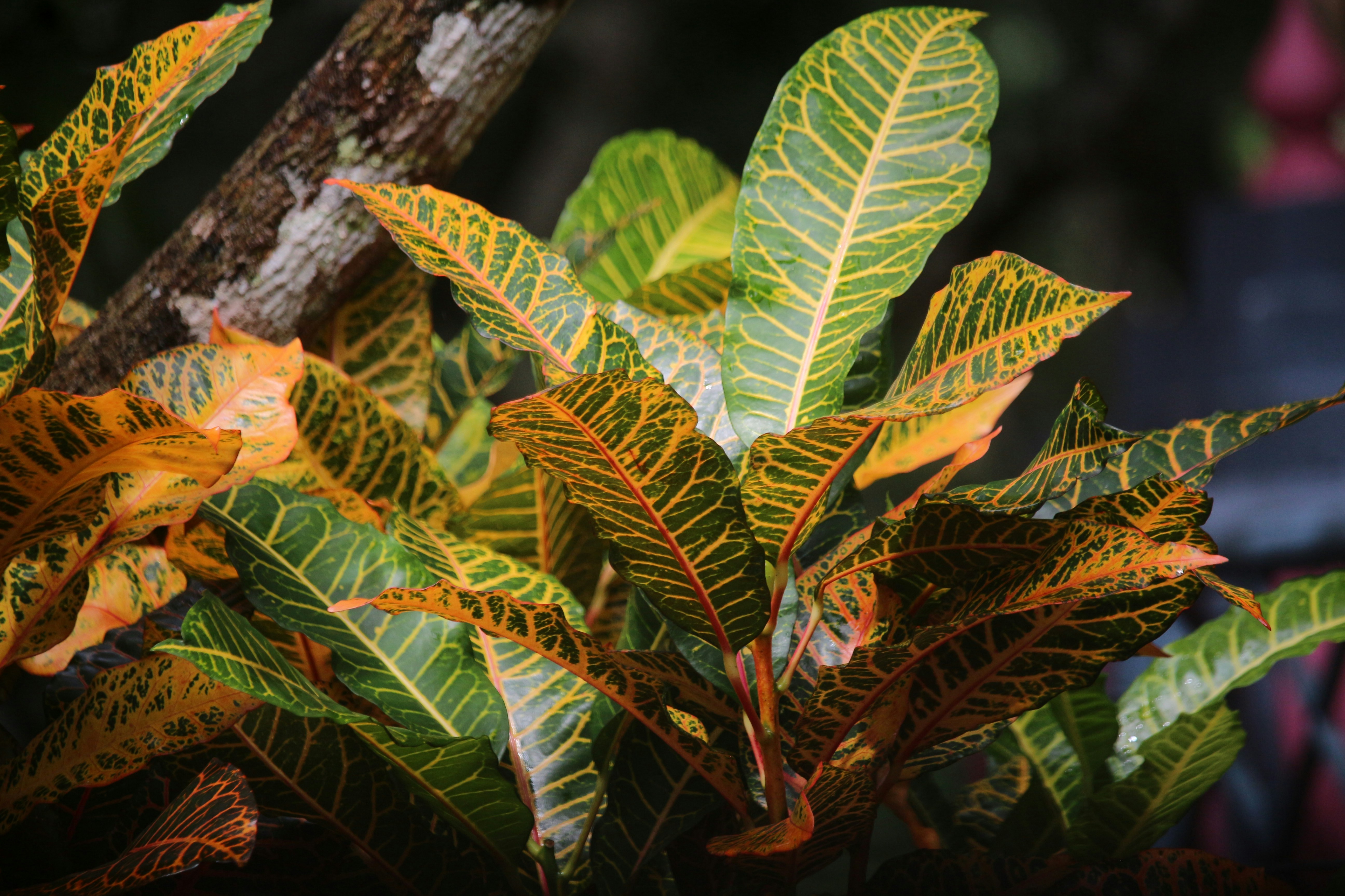 Photo by jibinpmathew787