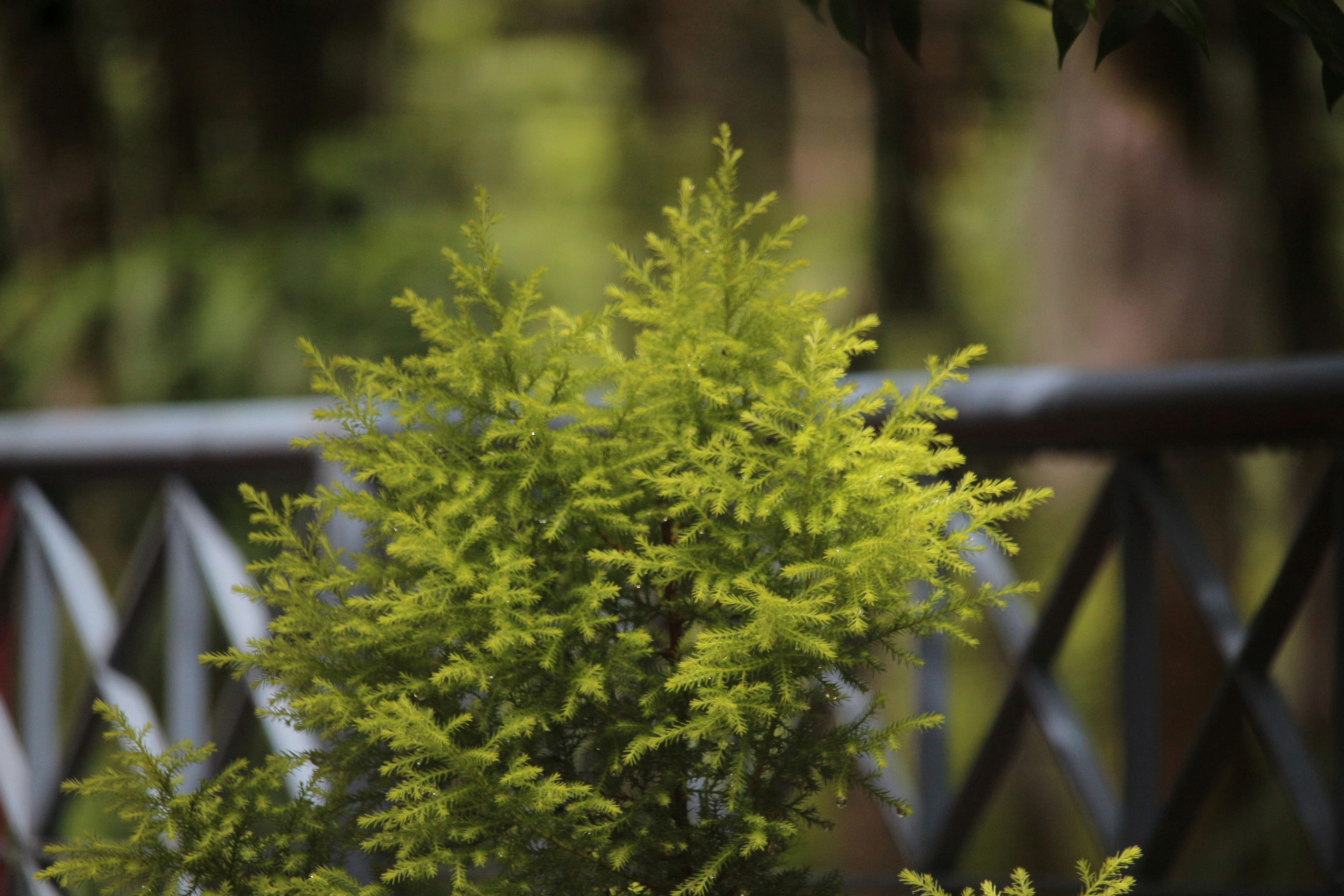 A green plant sitting on top of a wooden bench