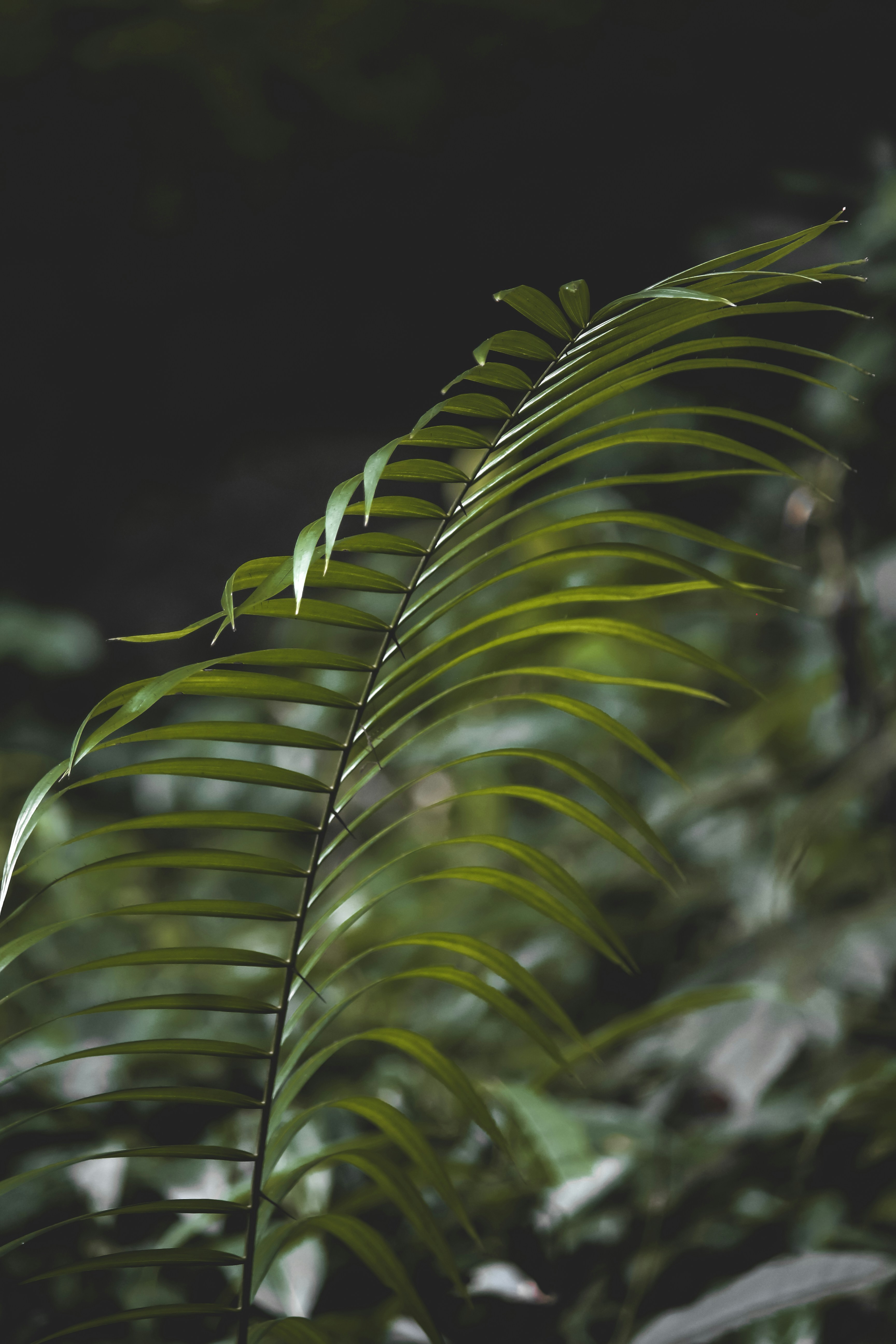 Photo by jibinpmathew787