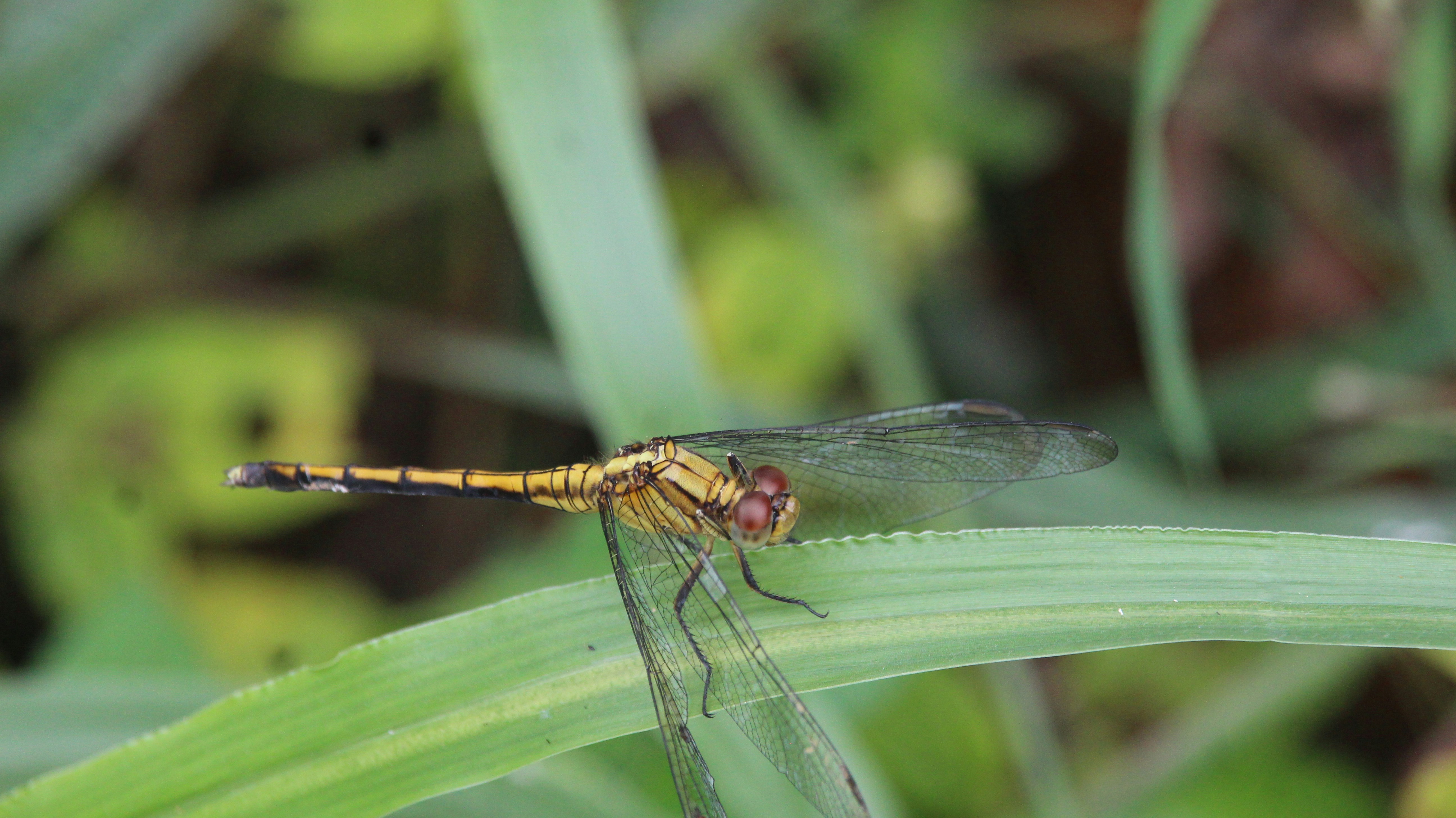 A yellow and black dragonfly sitting on a blade of grass