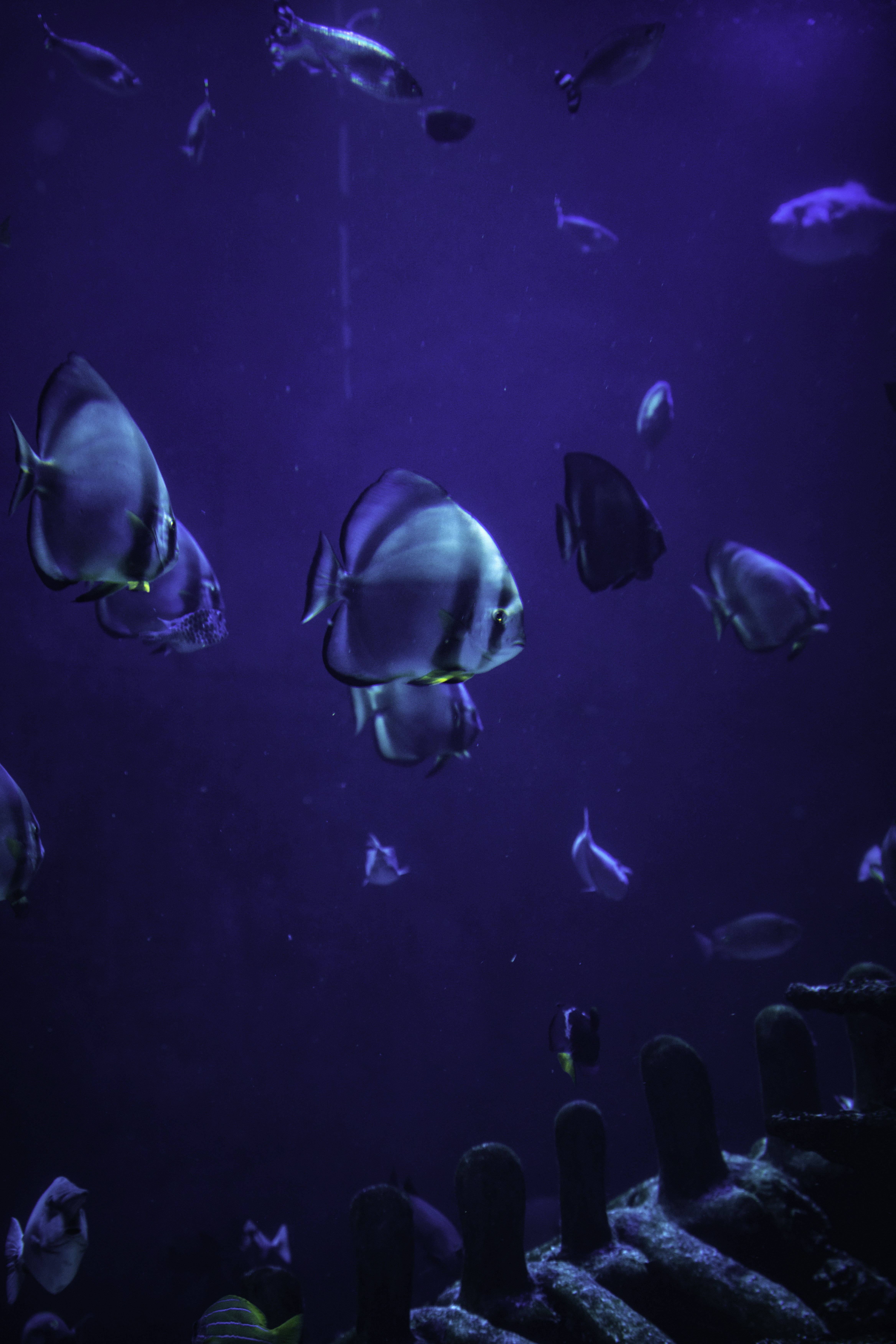 Conservation Implications (image credits: unsplash)