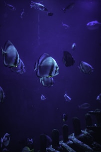 A large aquarium filled with lots of different types of fish