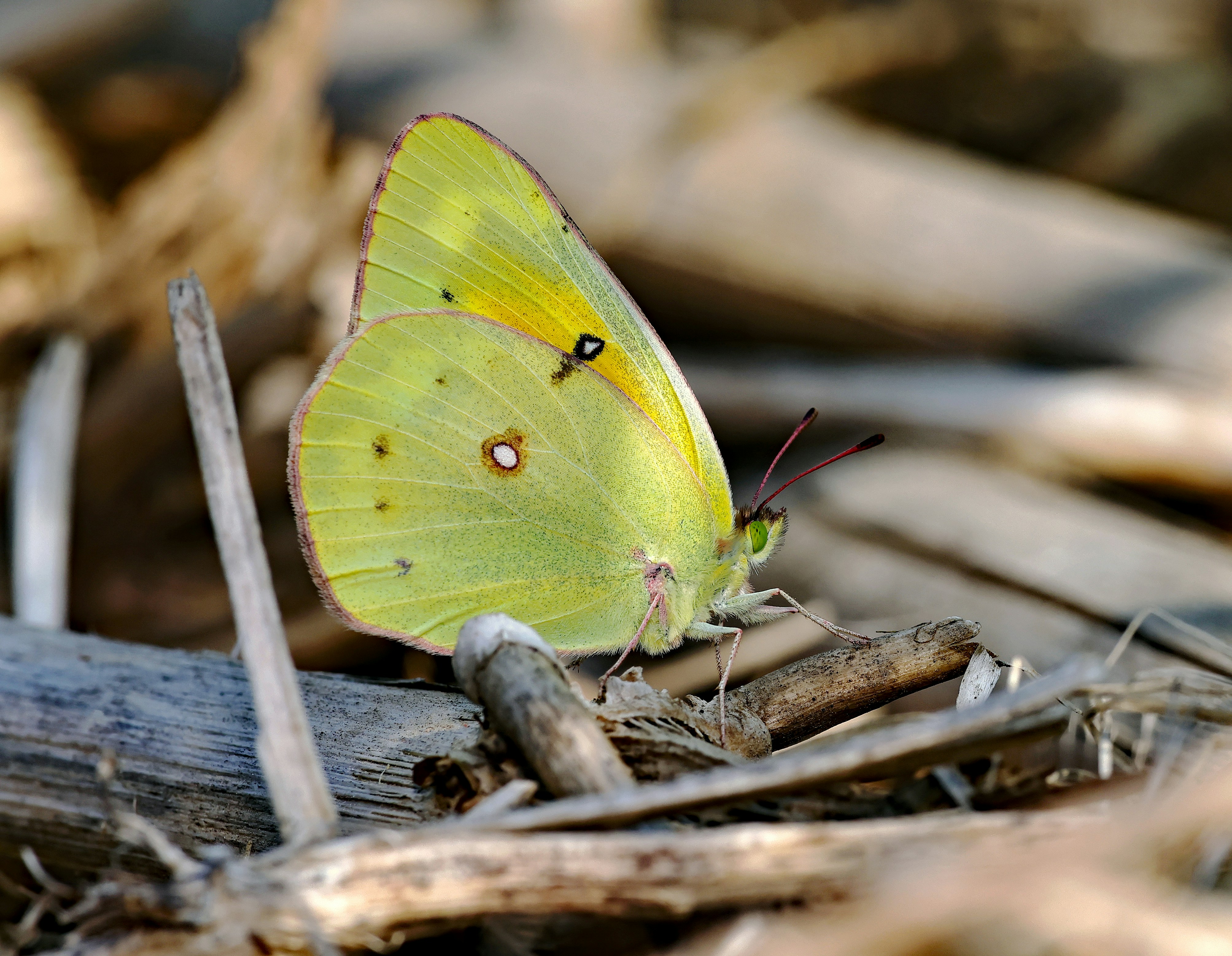 Photo by telliottmbamsc