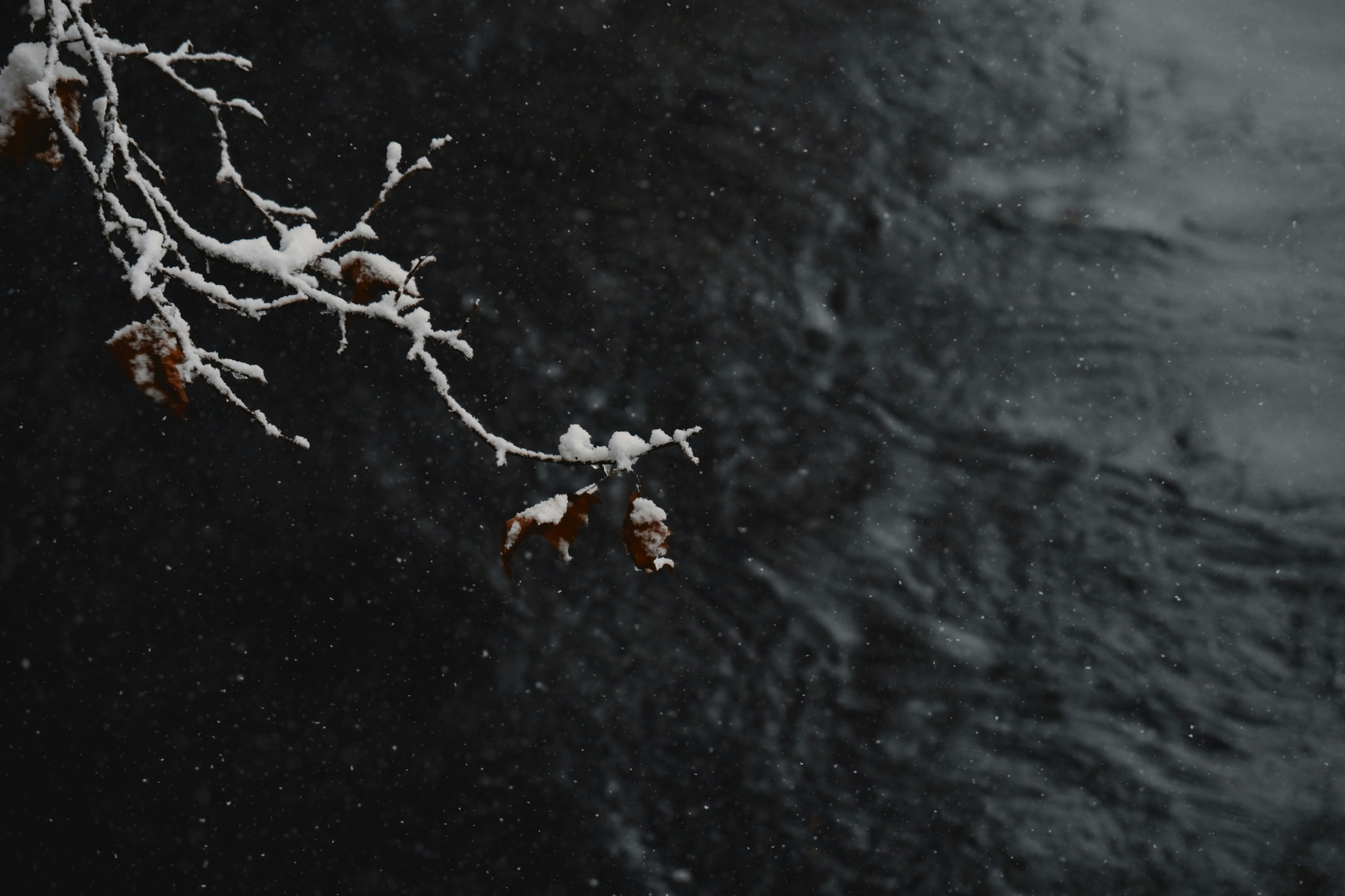 A black and white photo of a tree with snow on it