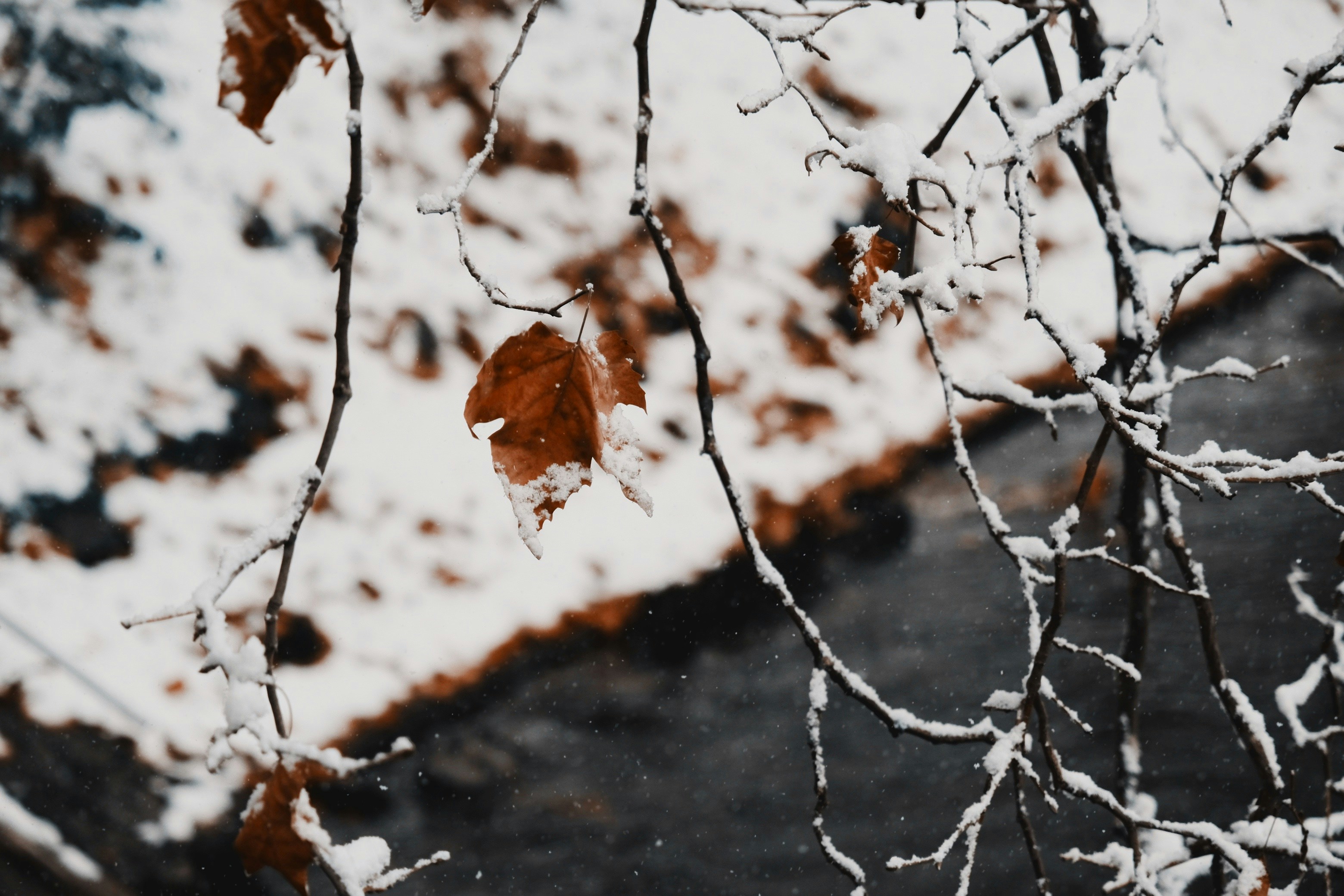 Photo by Yingying Chen