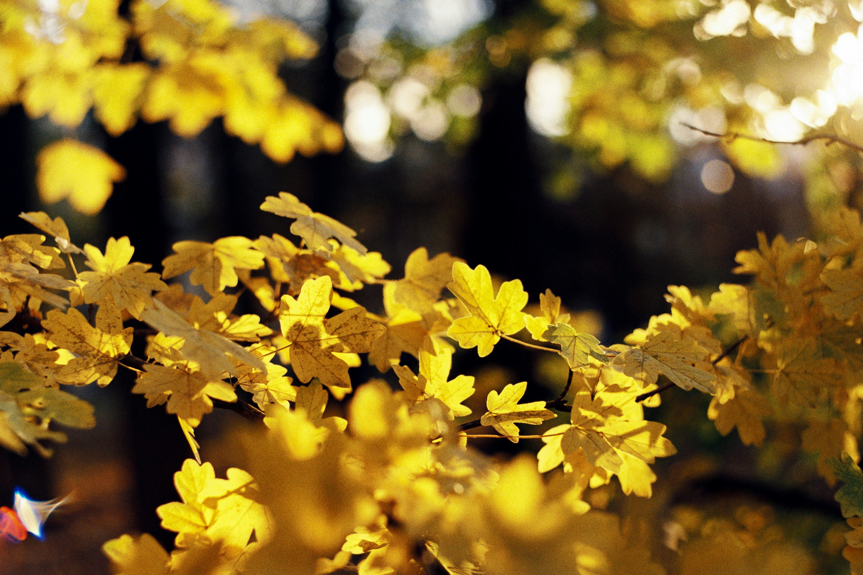 Photo by yapomidorka