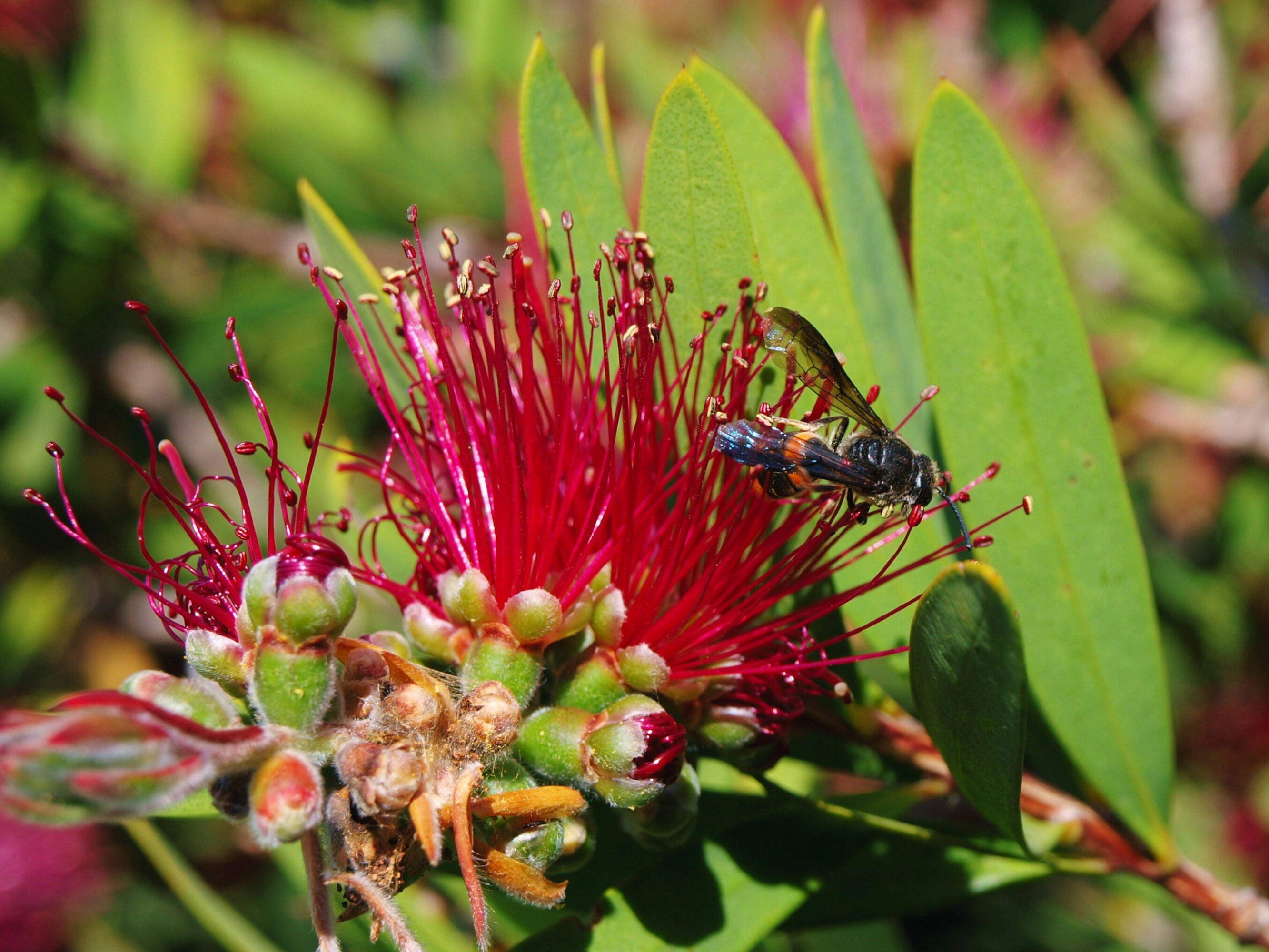 Honey from Australian wildflowers has potent power to kill bacteria