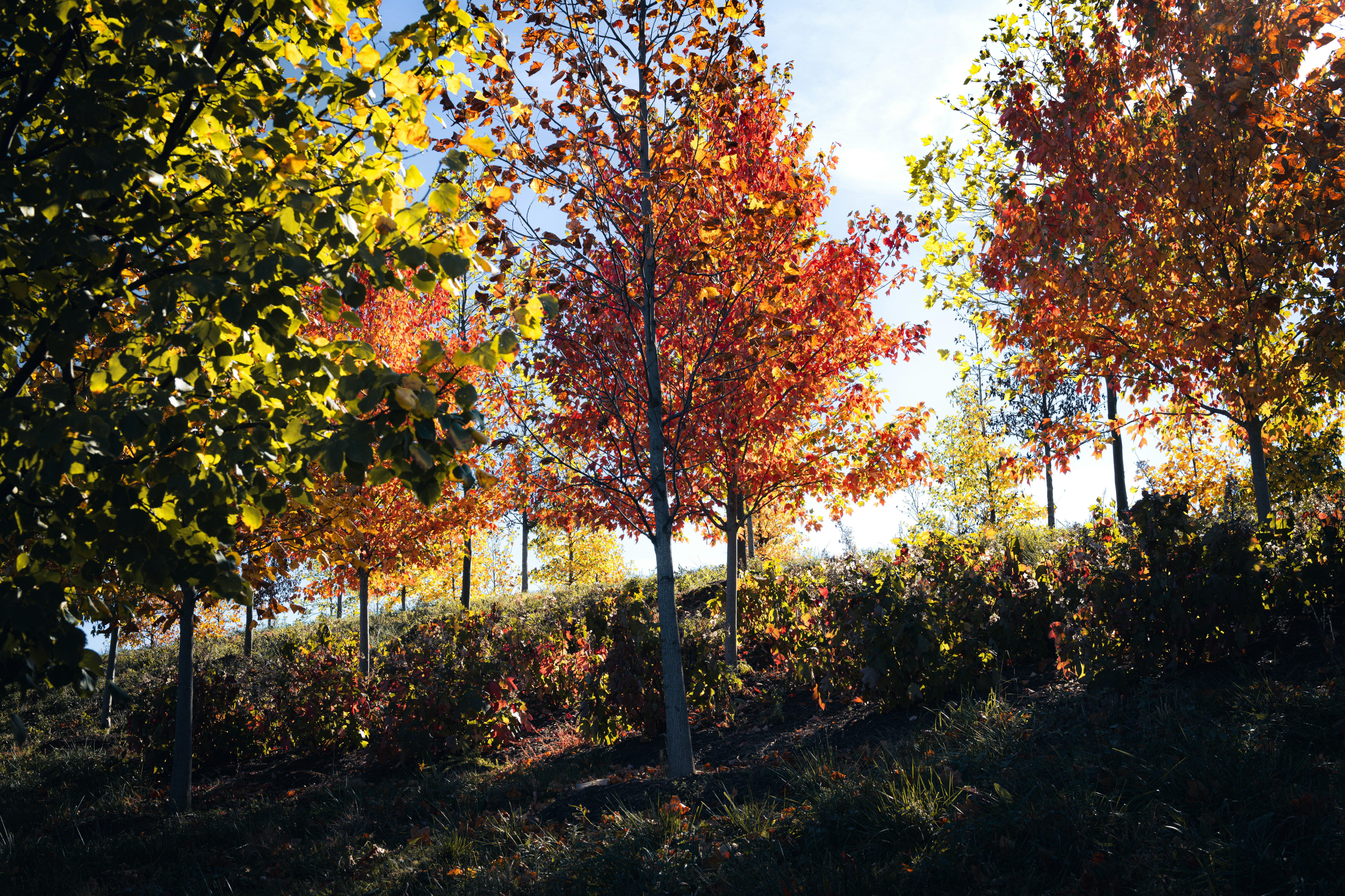 Photo by sriniunsplash
