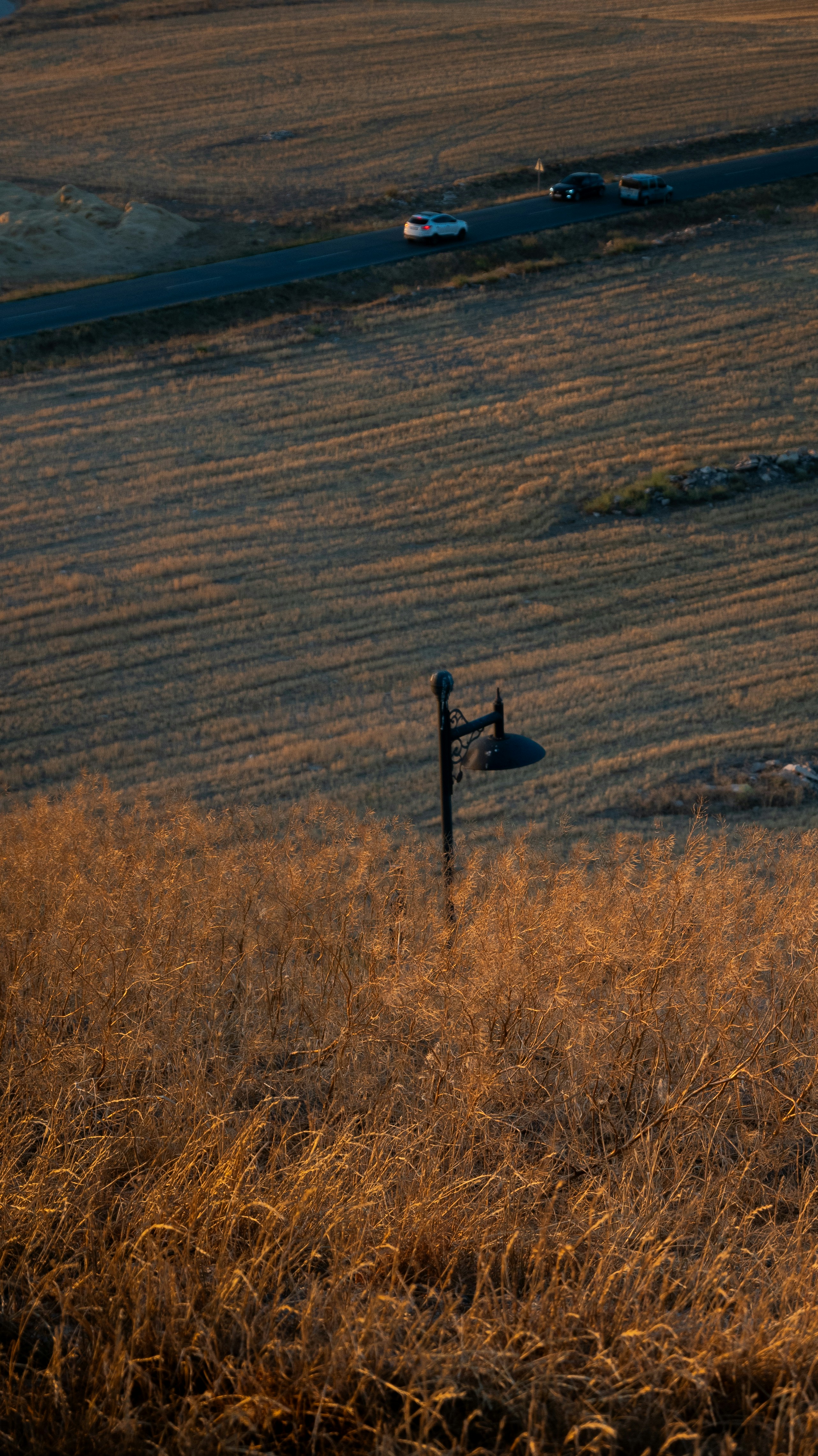 Un oiseau est assis sur un poteau dans un champ