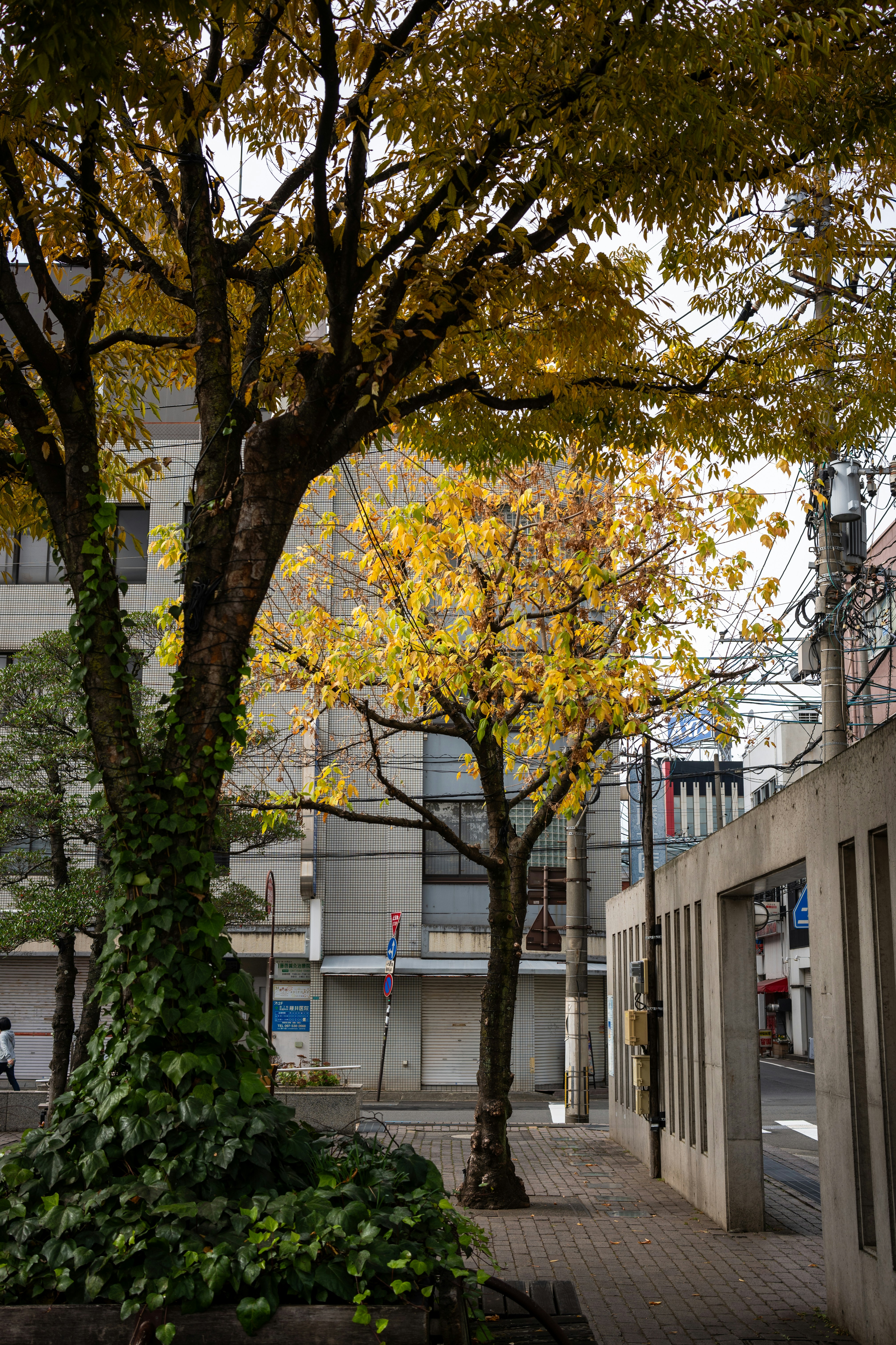 Photo by pafuxu