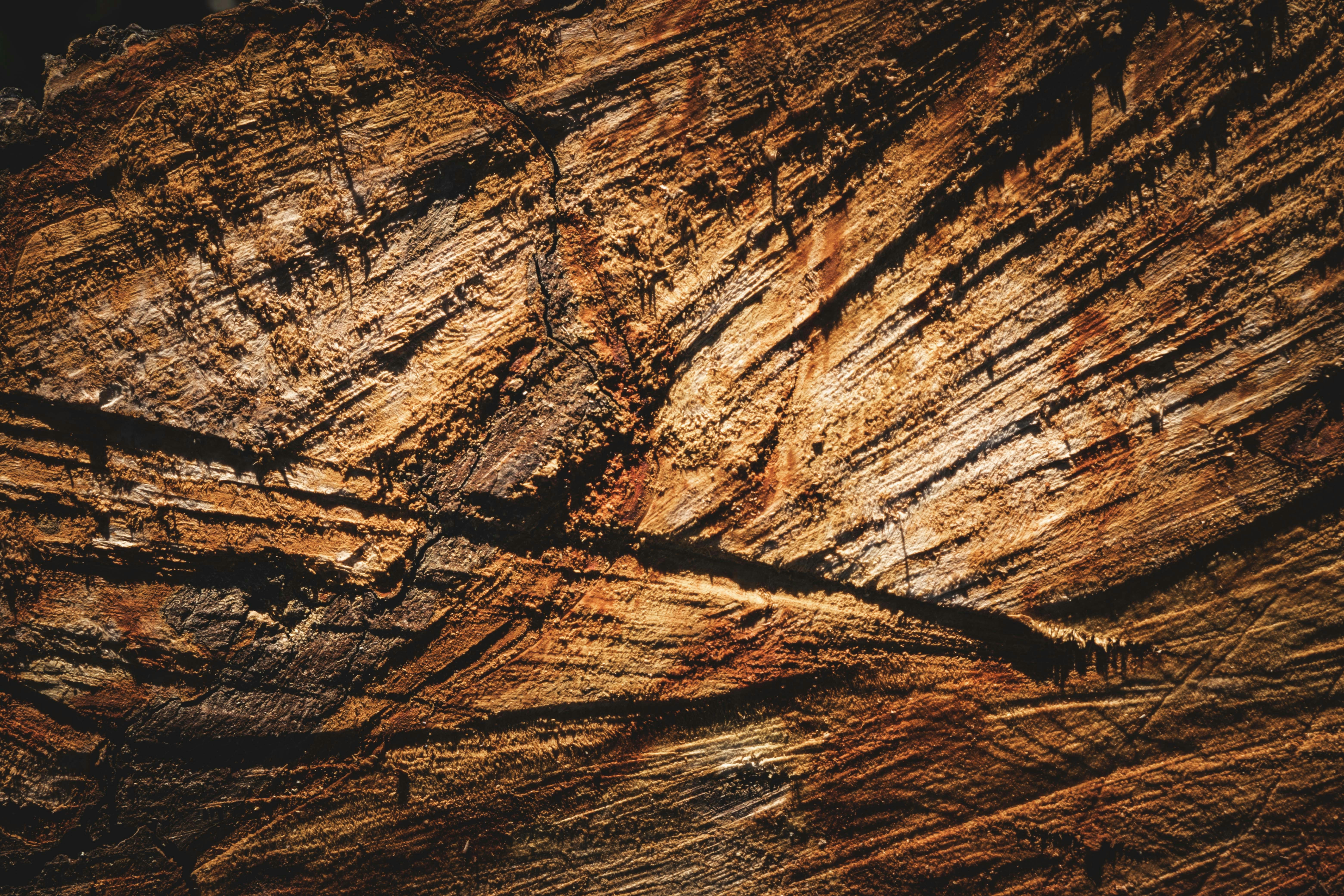 A close up of a tree trunk with a black background
