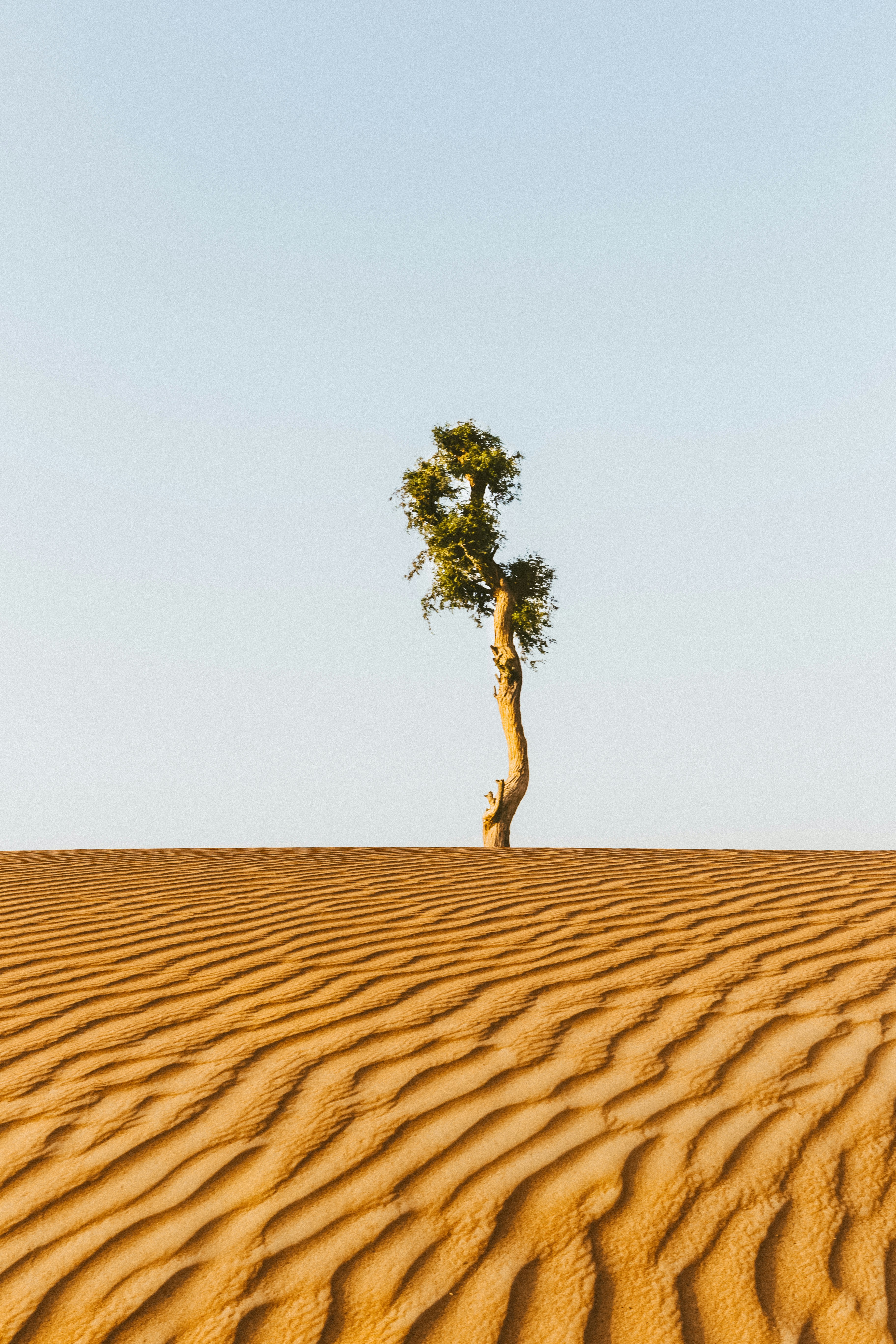 A lone tree in the middle of a desert photo – Free Travel Image on Unsplash