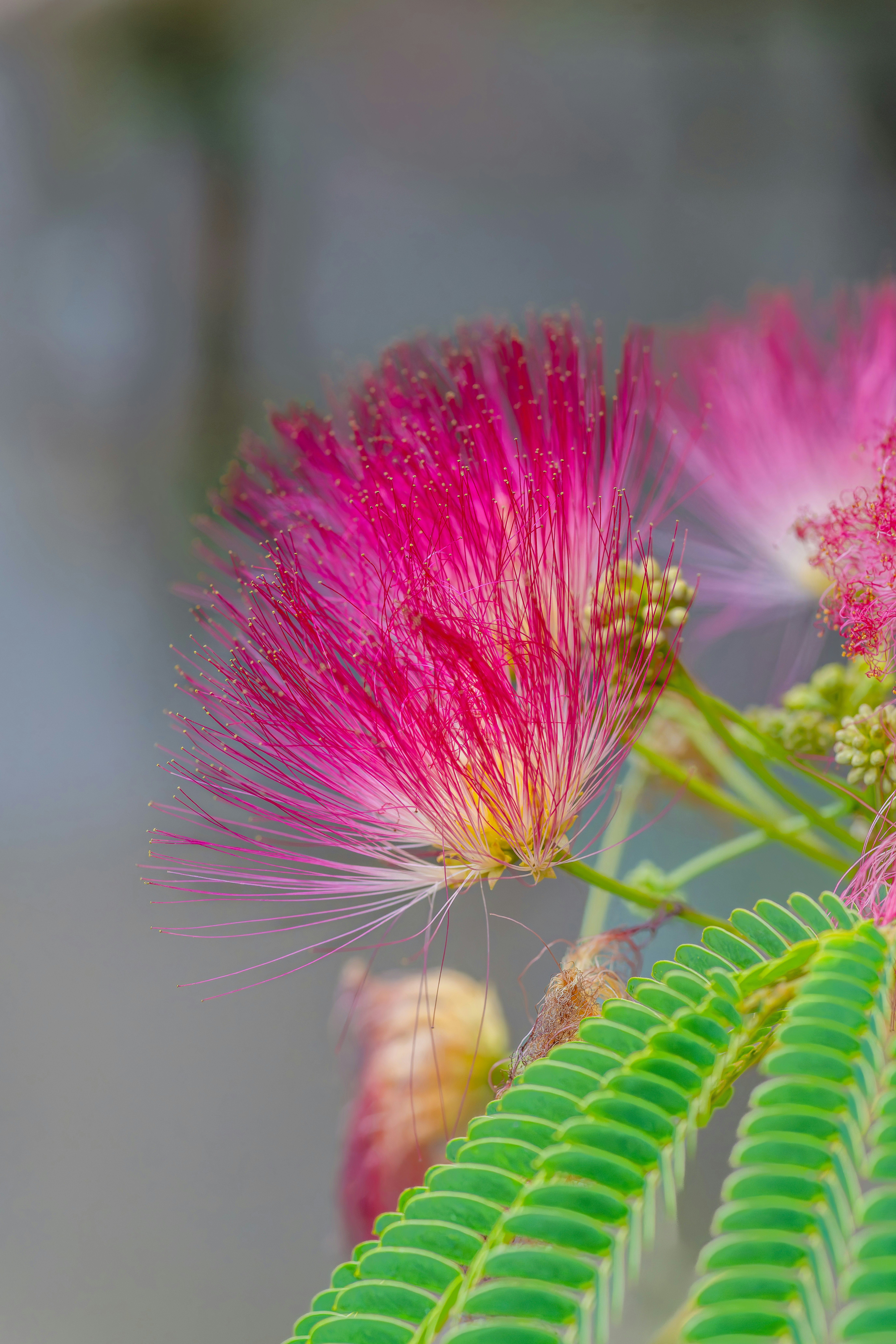 Photo by siegfriedpoepperl