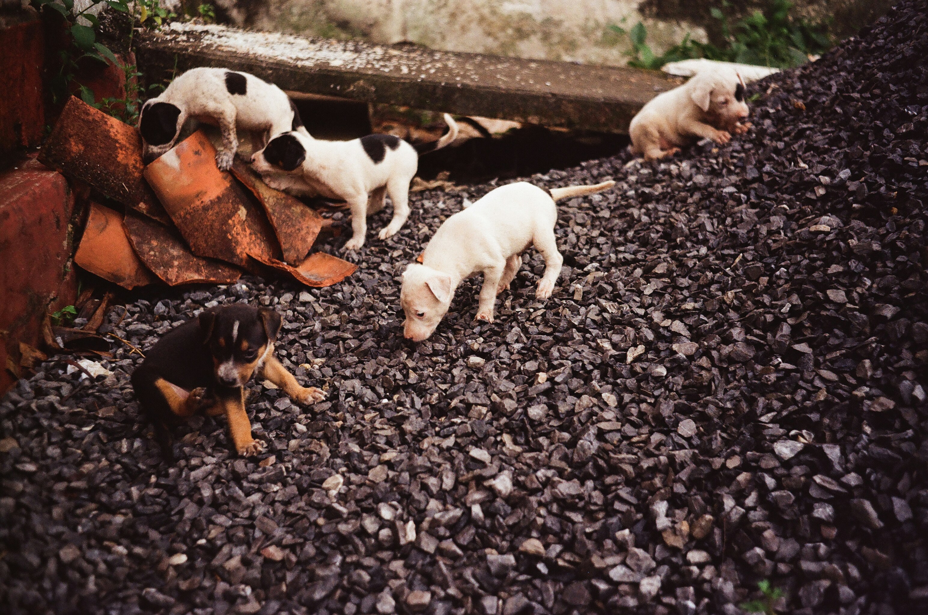 A litter of Cane Corso puppies, varied colors