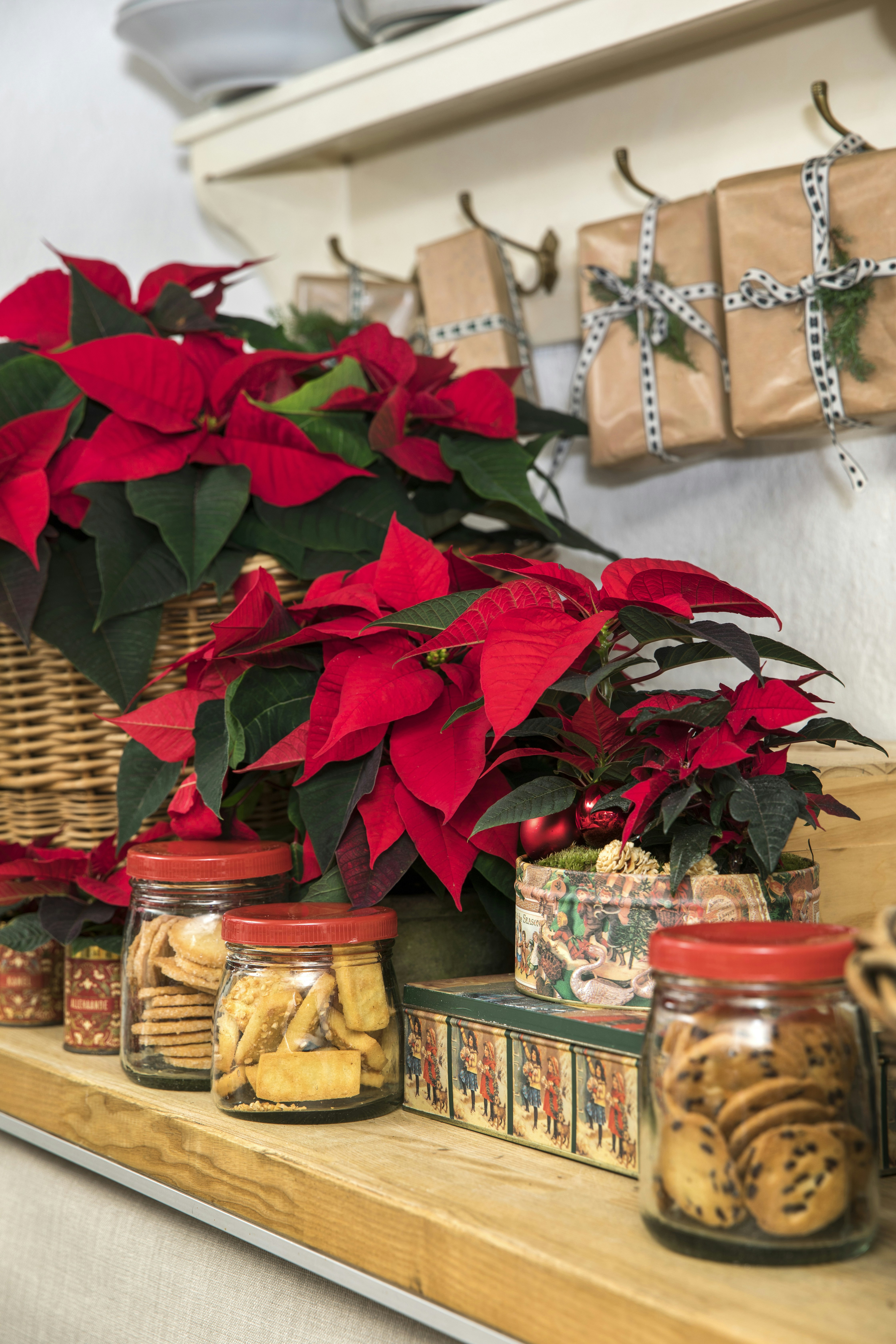 Photo by shaylabruins