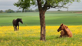 A couple of horses standing next to a tree