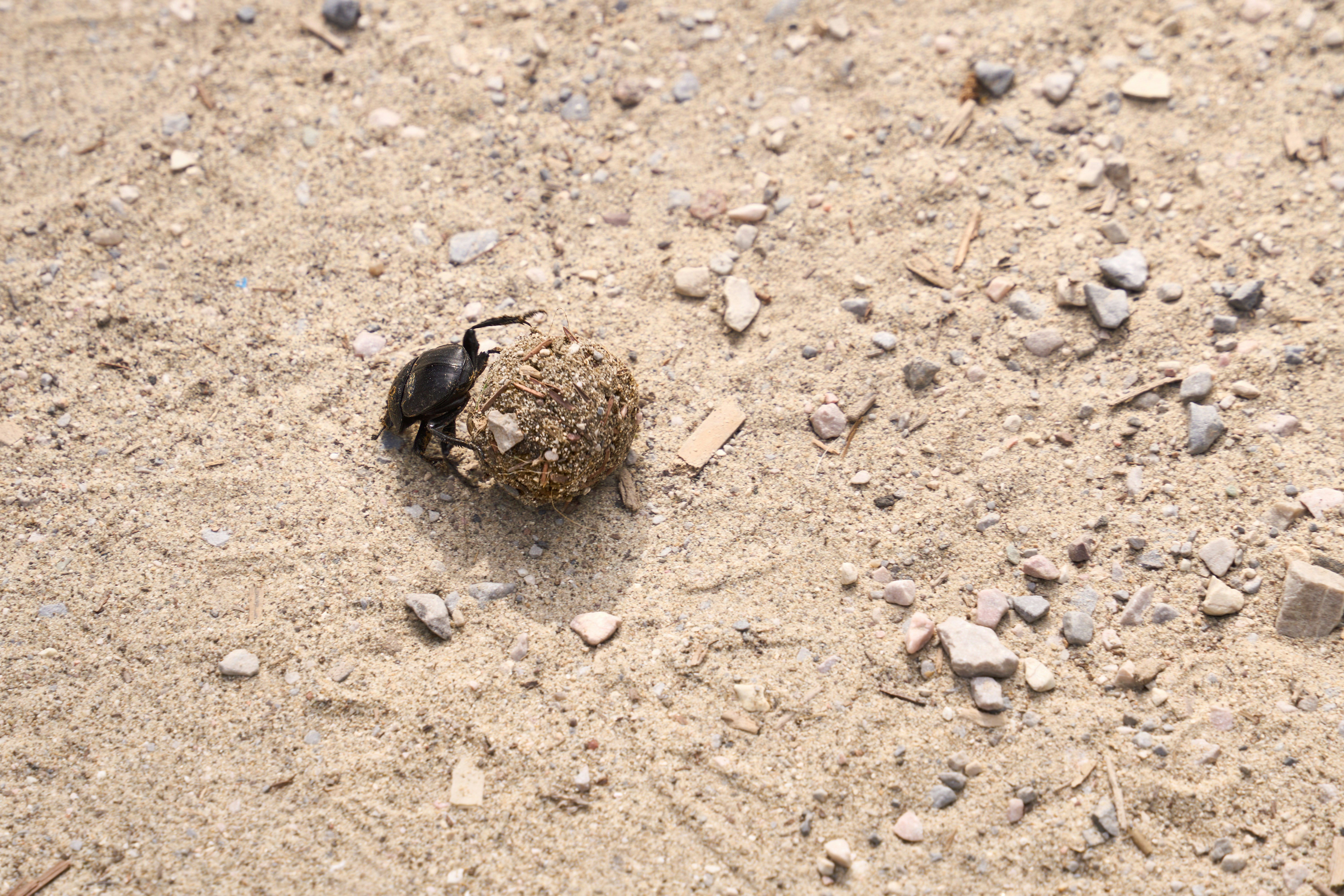 Photo by wolfgang_hasselmann