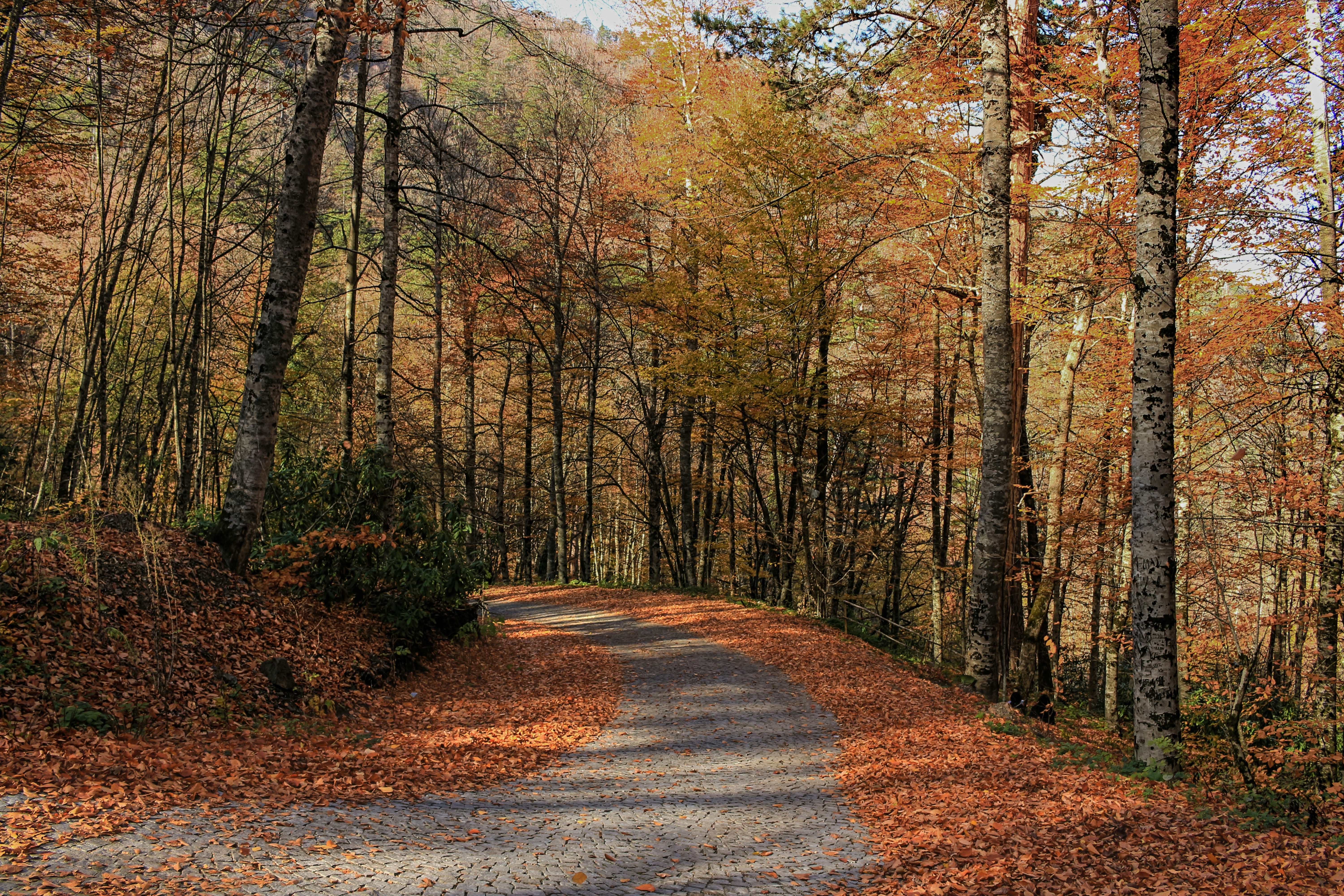 Photo by sercansolmaz