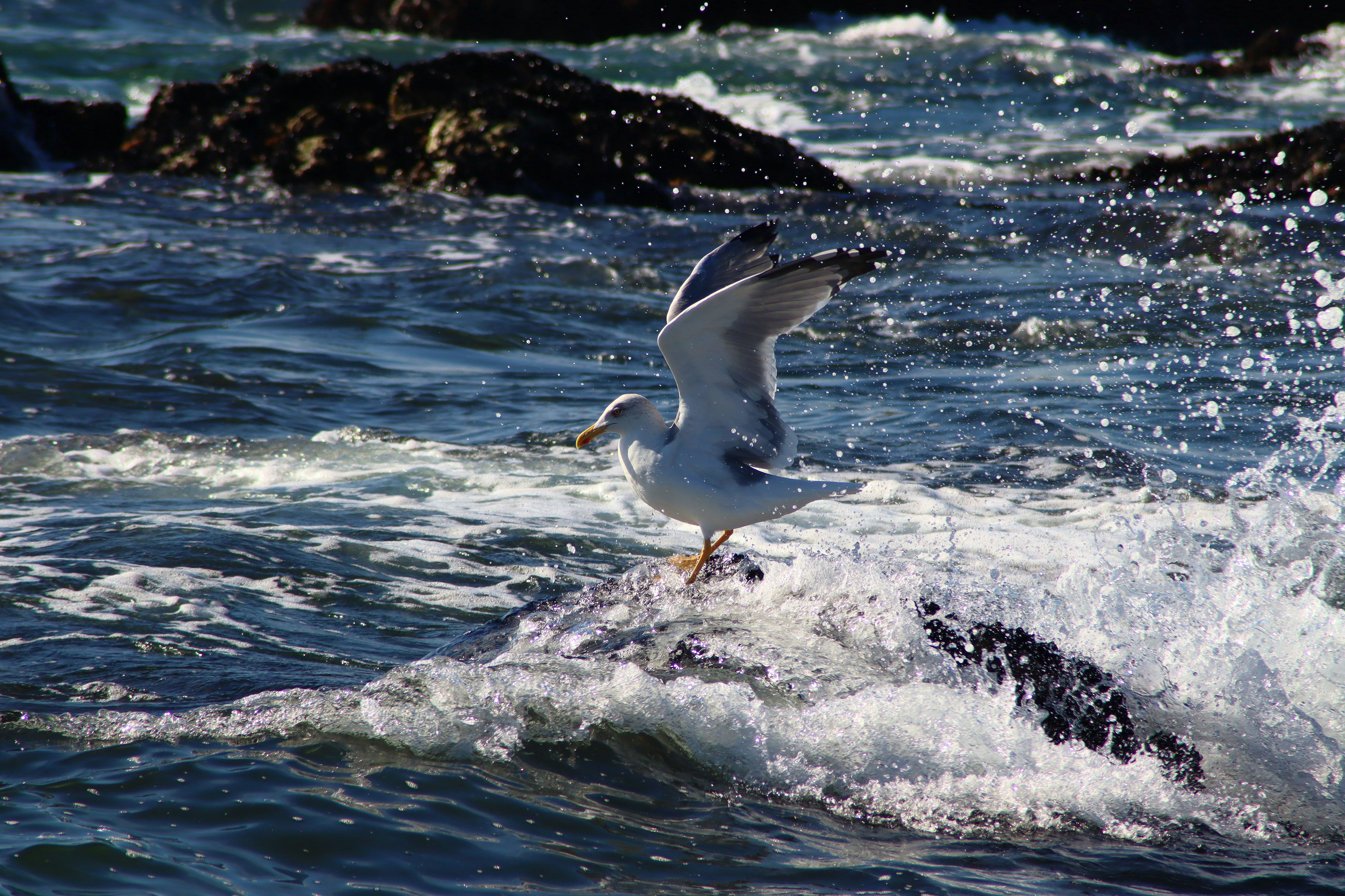 Photo by lfcsfilipesousa