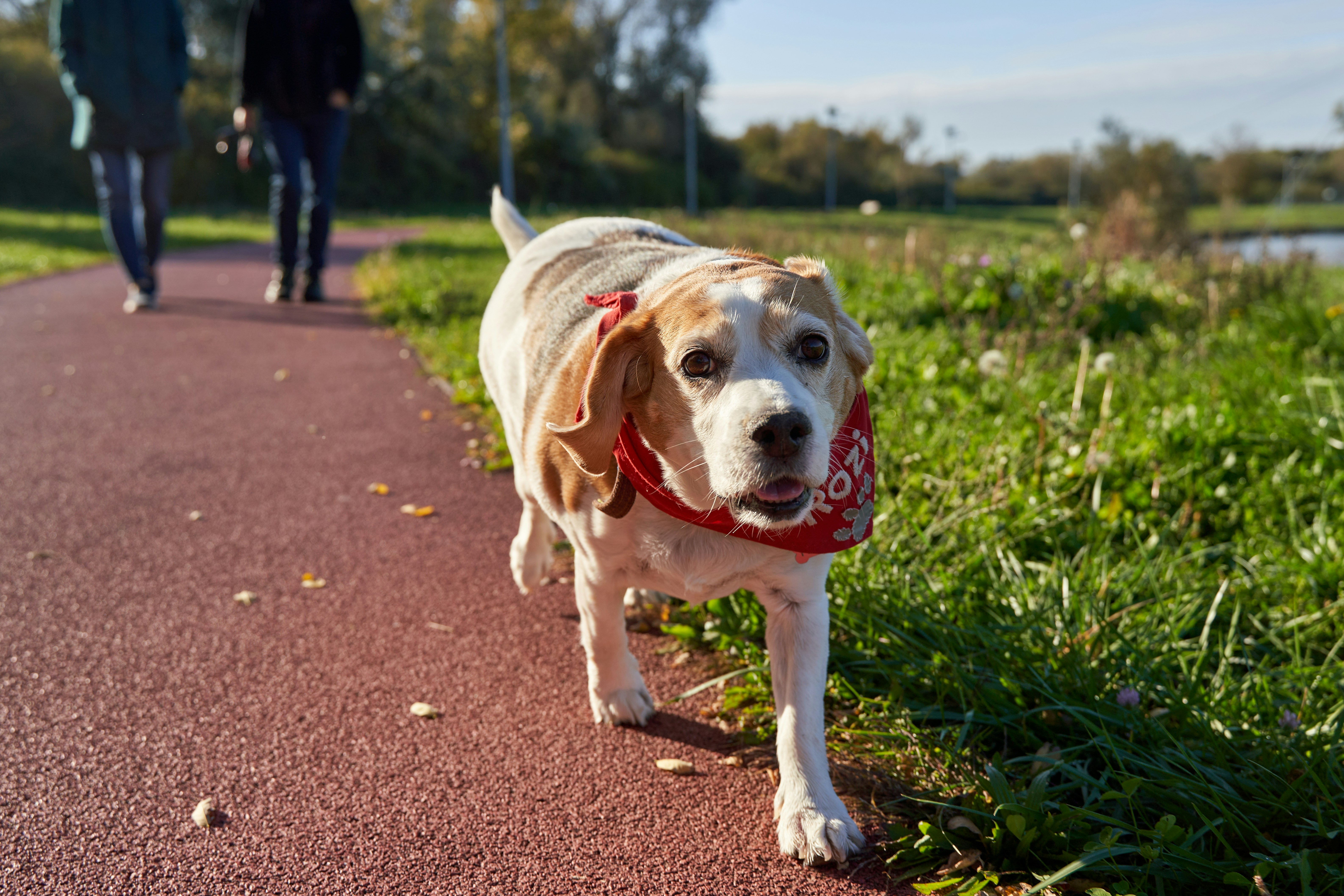 Two People Walking a 10-Year-Old Beagle in a Red Scarf Through a Lush Park