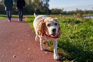 A dog on a leash walking down a path
