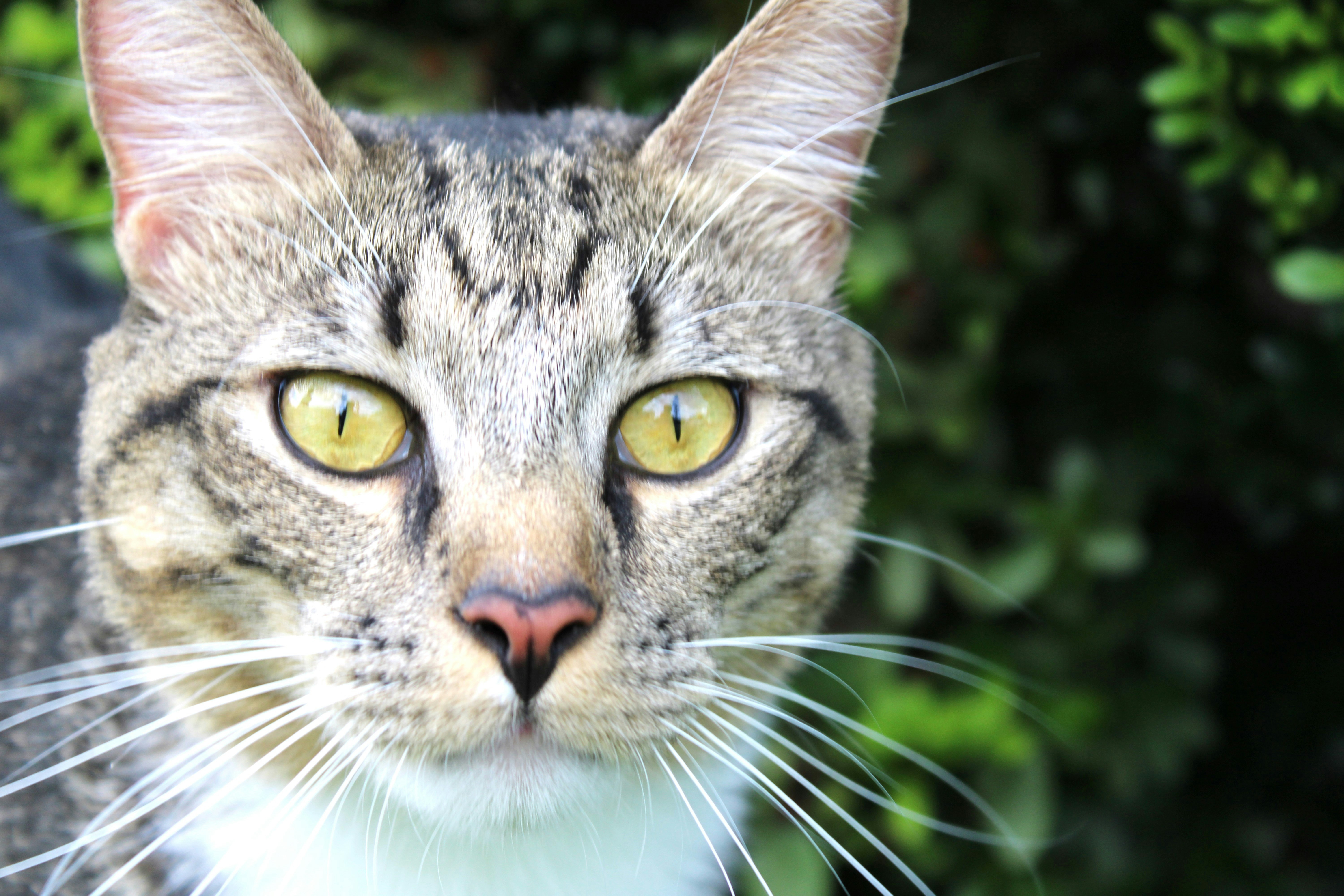 Photo by akshatjisme