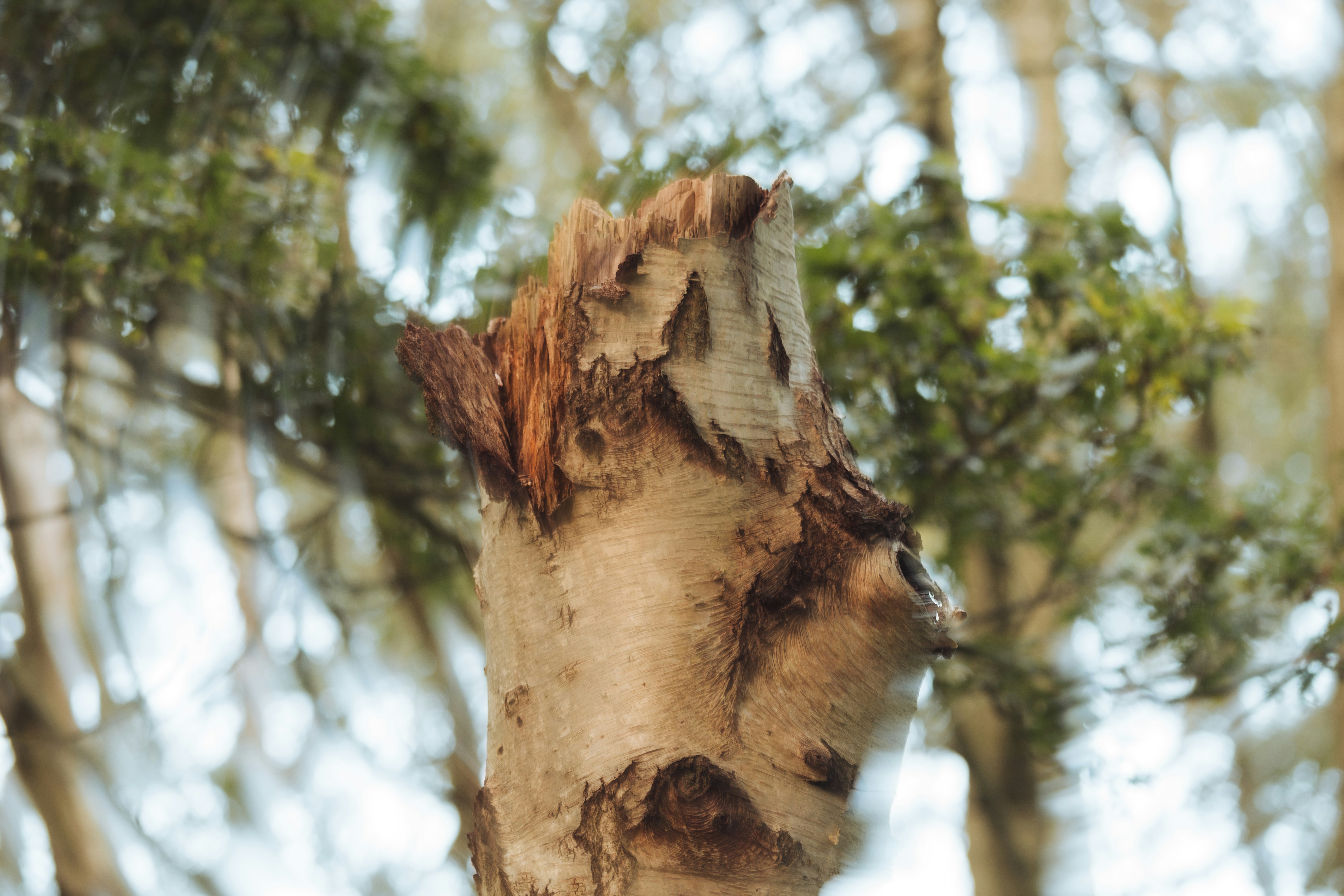 A close up of a tree with a bird perched on top of it