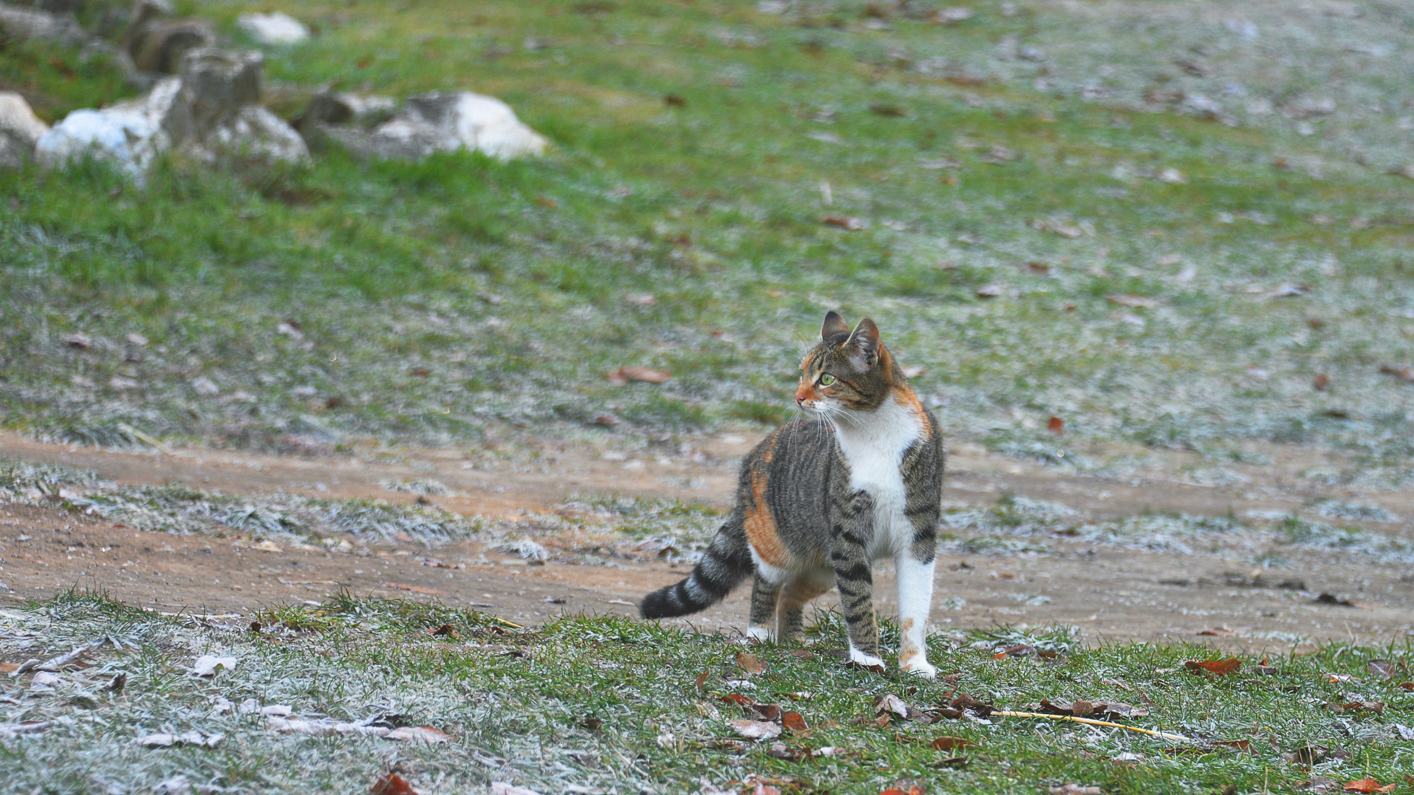 Adventurous Cats for Outdoor Enthusiasts (image credits: unsplash)