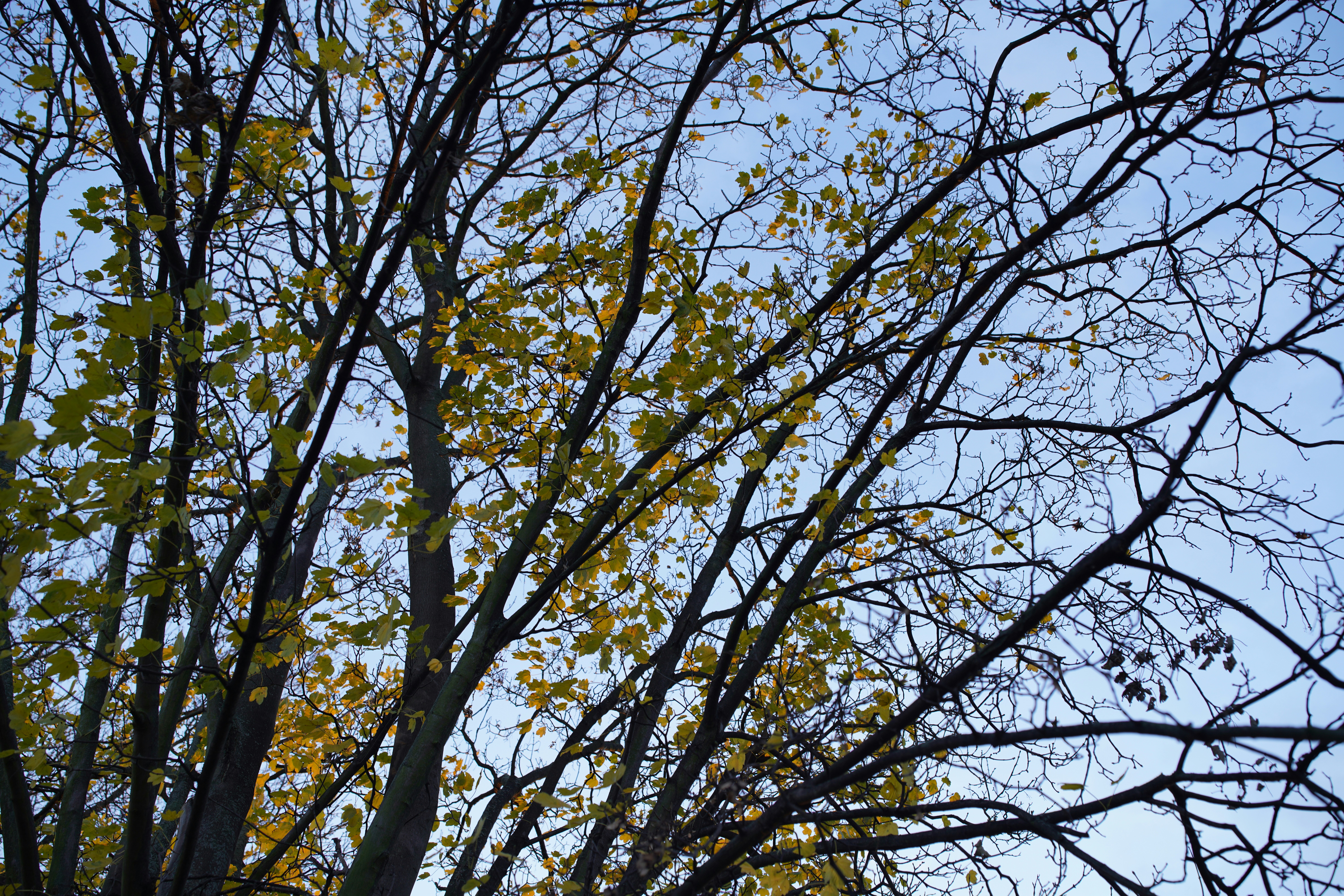 A stop sign in front of a tree with yellow leaves