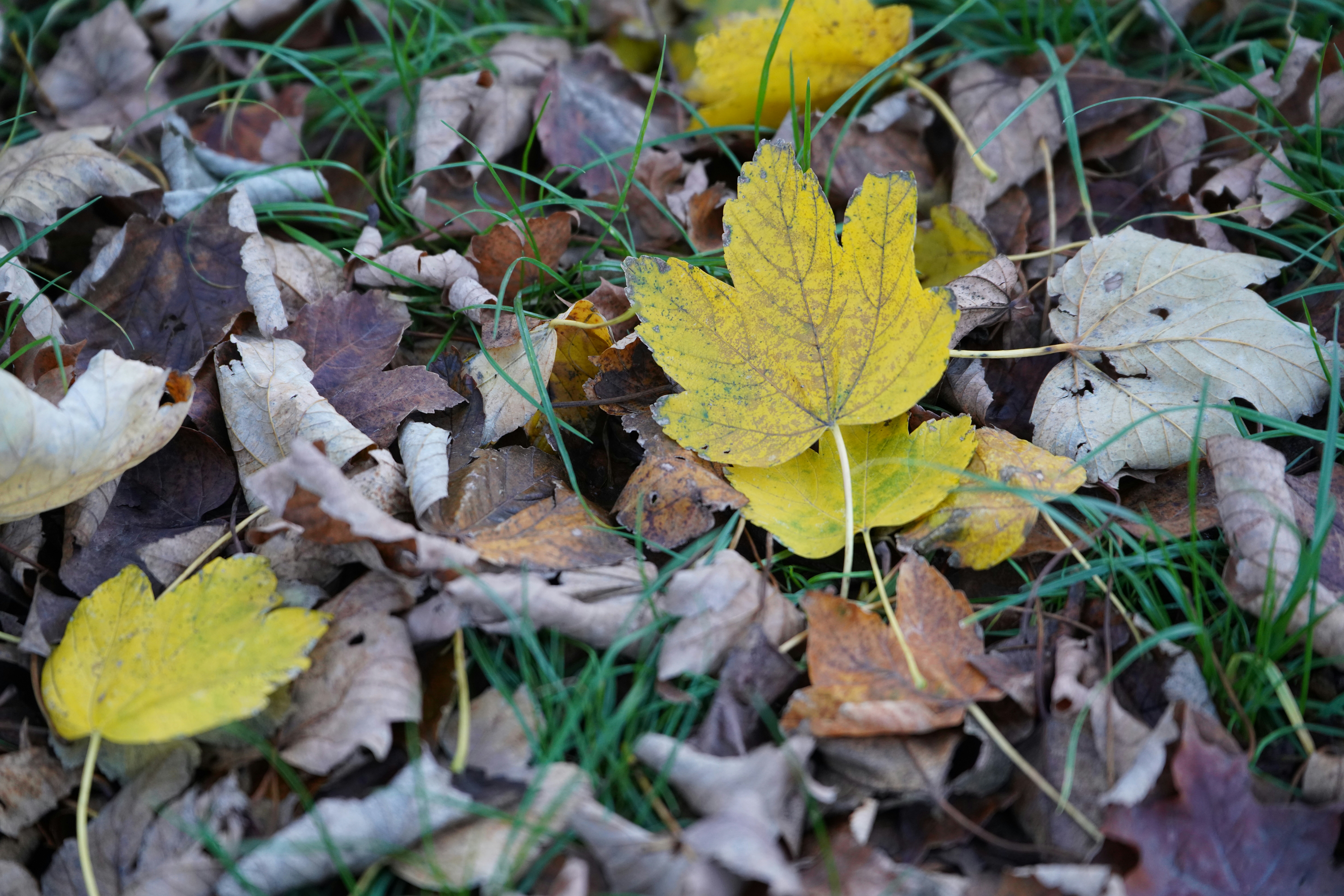 A yellow leaf laying on top of a pile of leaves