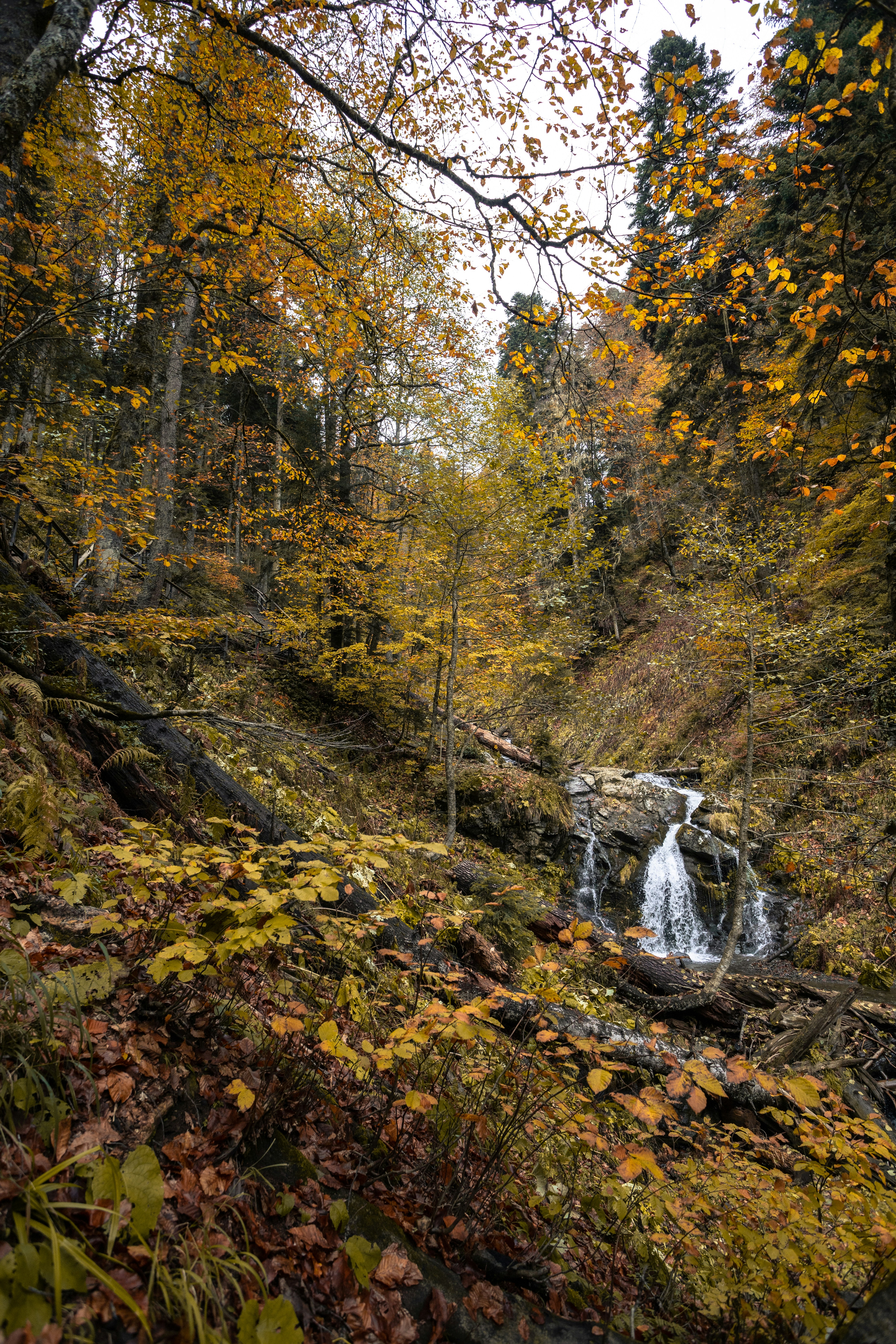 A small waterfall in the middle of a forest
