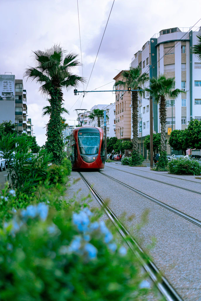 Palm trees lining a modern Moroccan boulevard