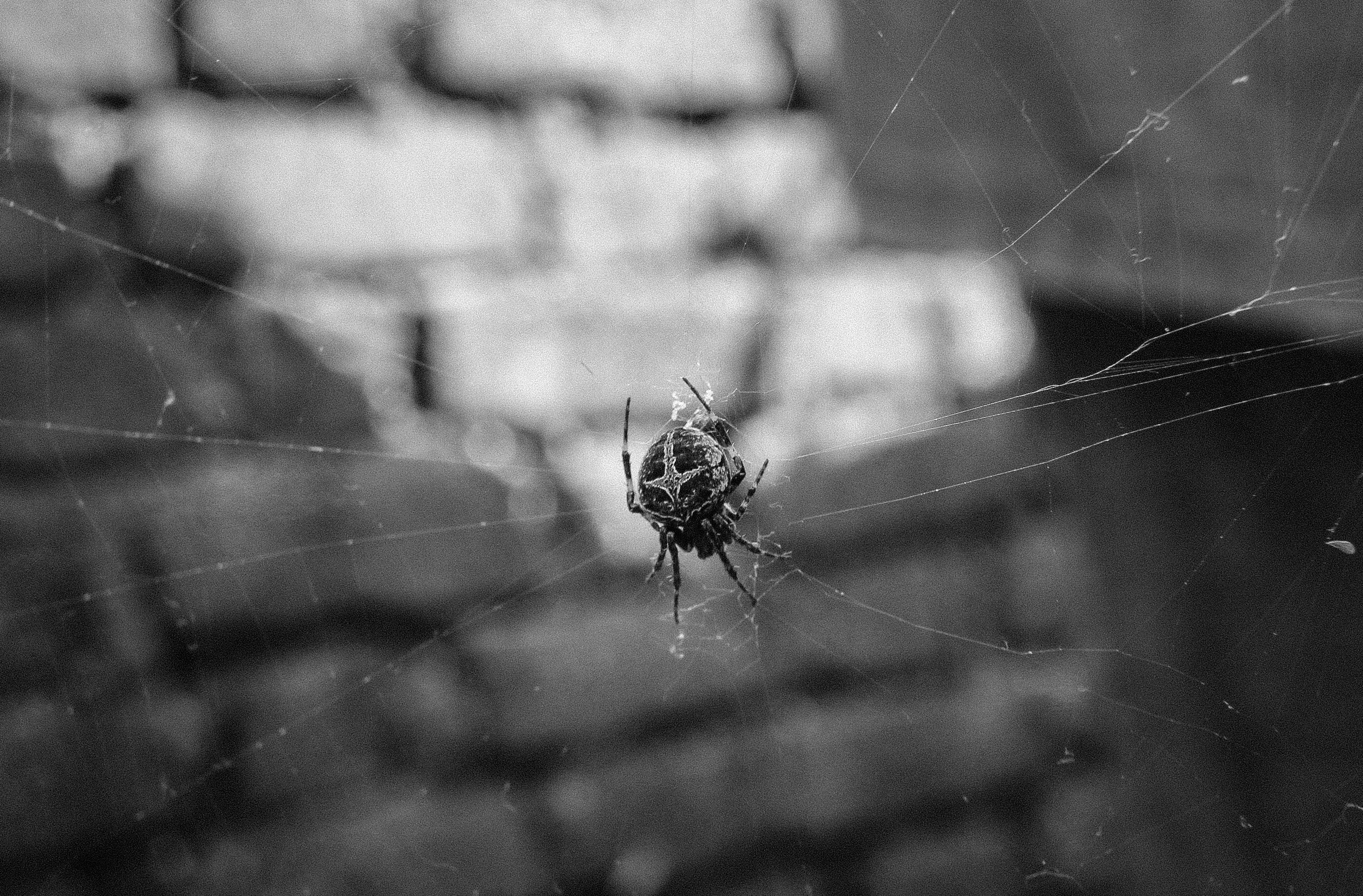 A black and white photo of a spider on a web