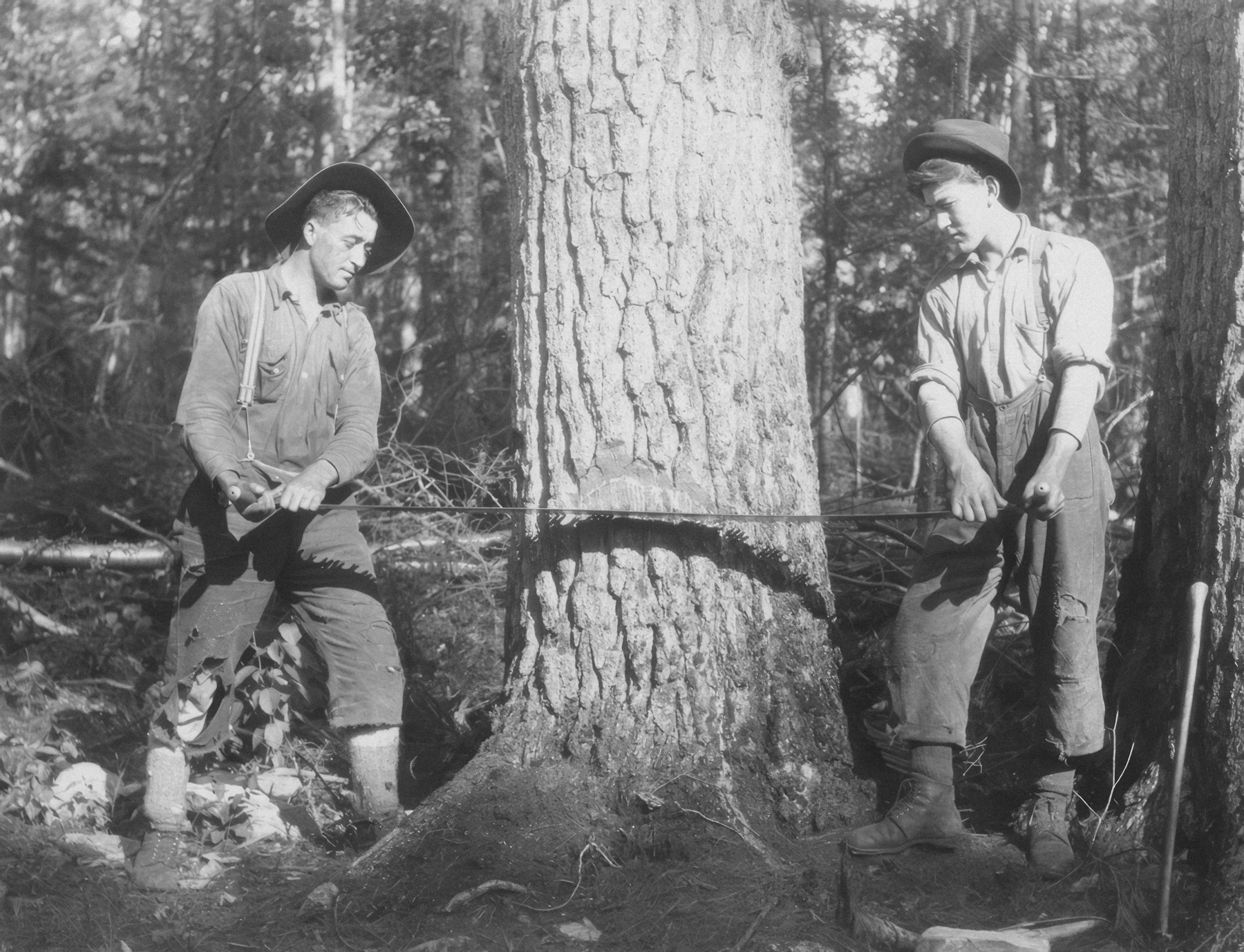 Black-and-white photograph of two sawyers pulling a crosscut saw through the trunk of a large pine