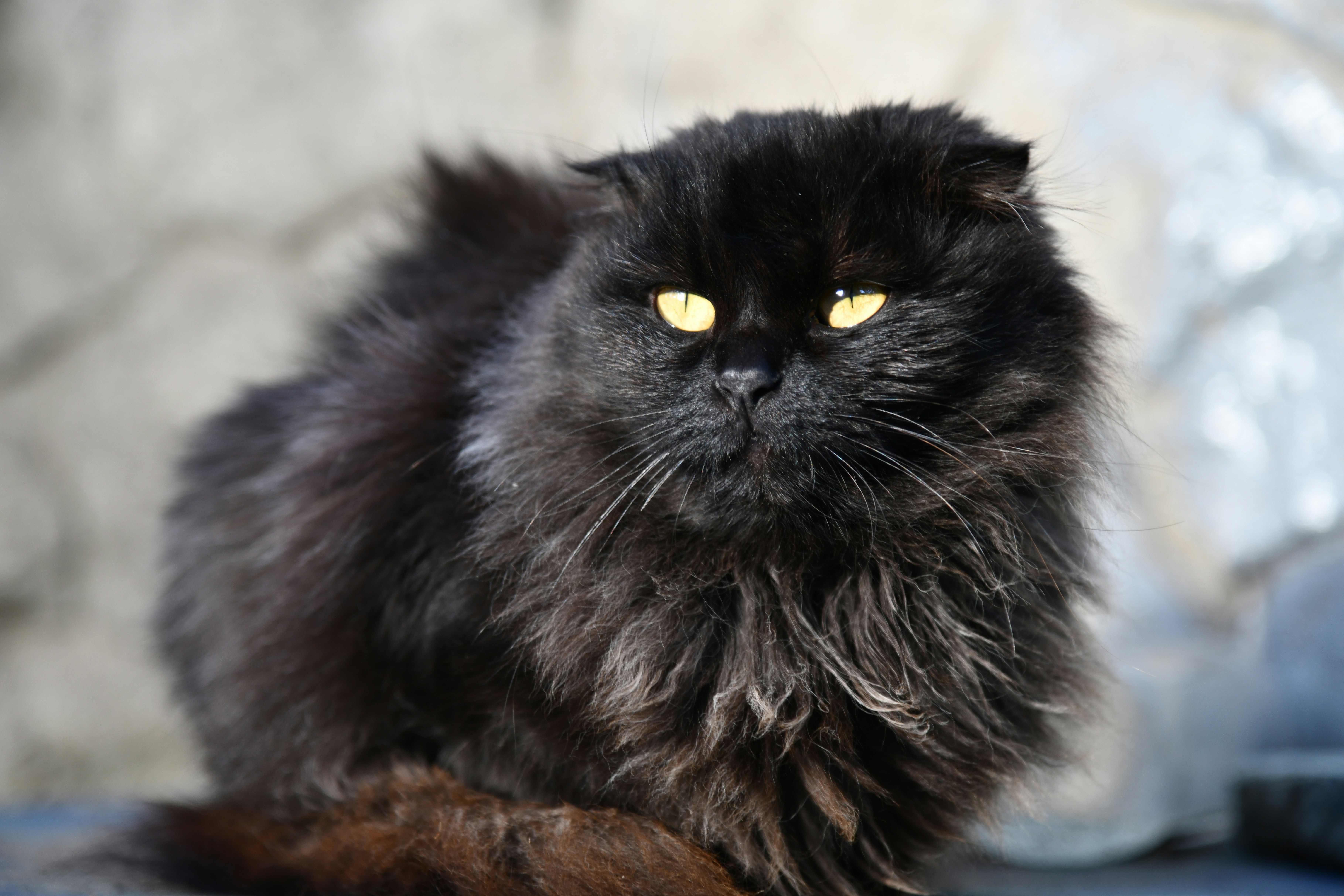 Resting with Ears Perked Towards You (image credits: unsplash)