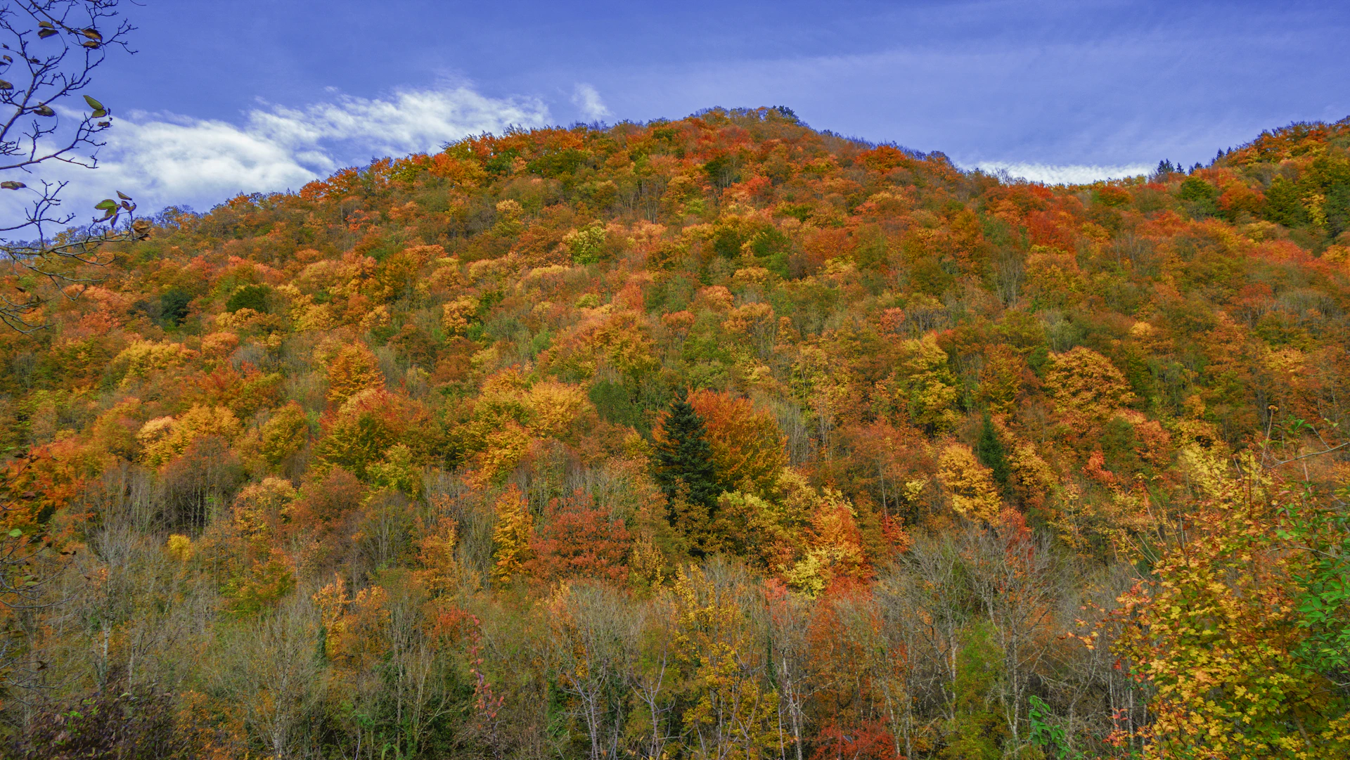 A large mountain covered in lots of trees