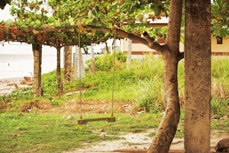 A tree that is next to a building
