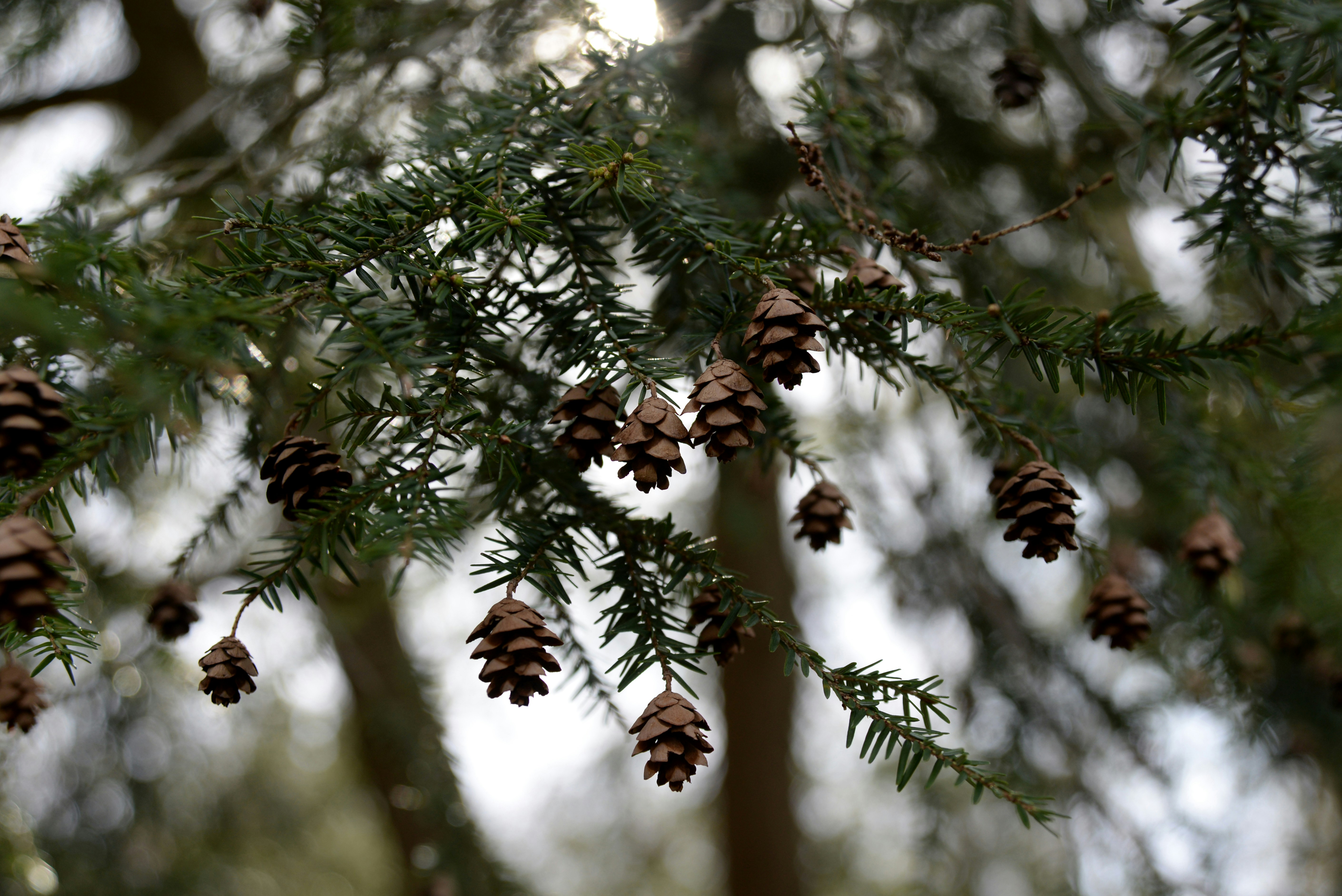christmas pine cone wallpaper, wallpaper, Pine Cone Crafts for Christmas: Adult Ideas 4