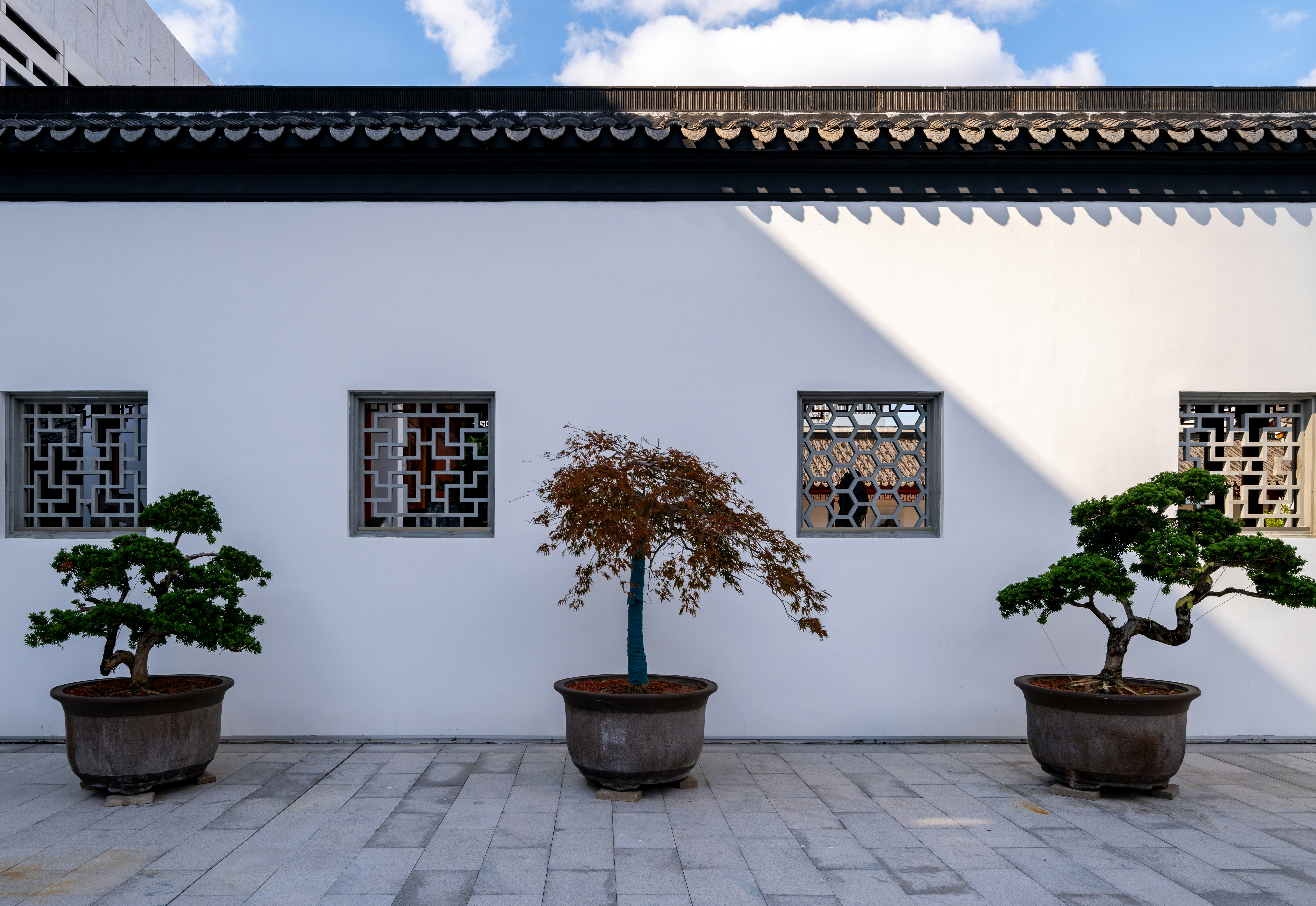 Bonsáis en macetas frente a un edificio blanco