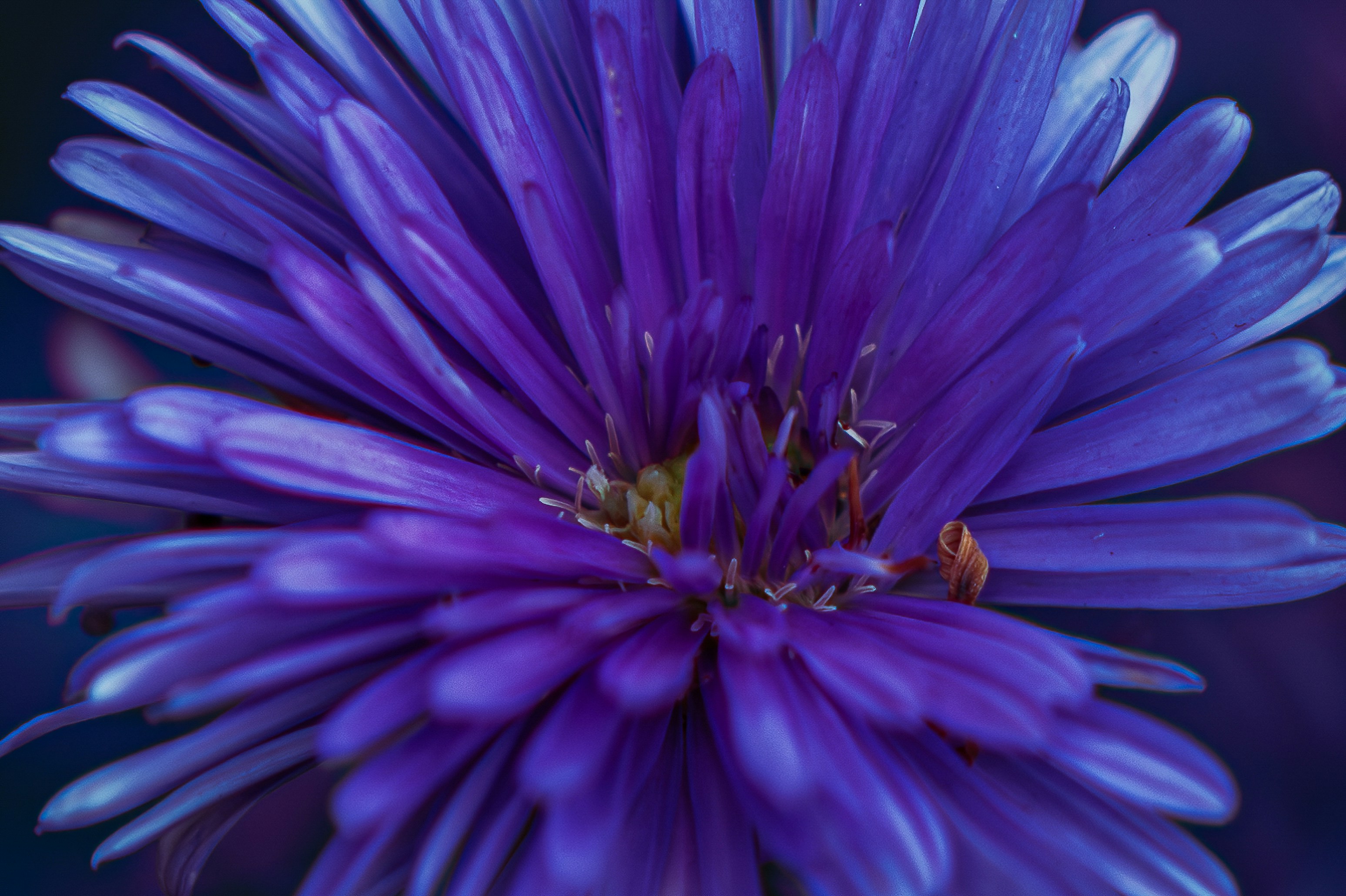 Photo by apyfz