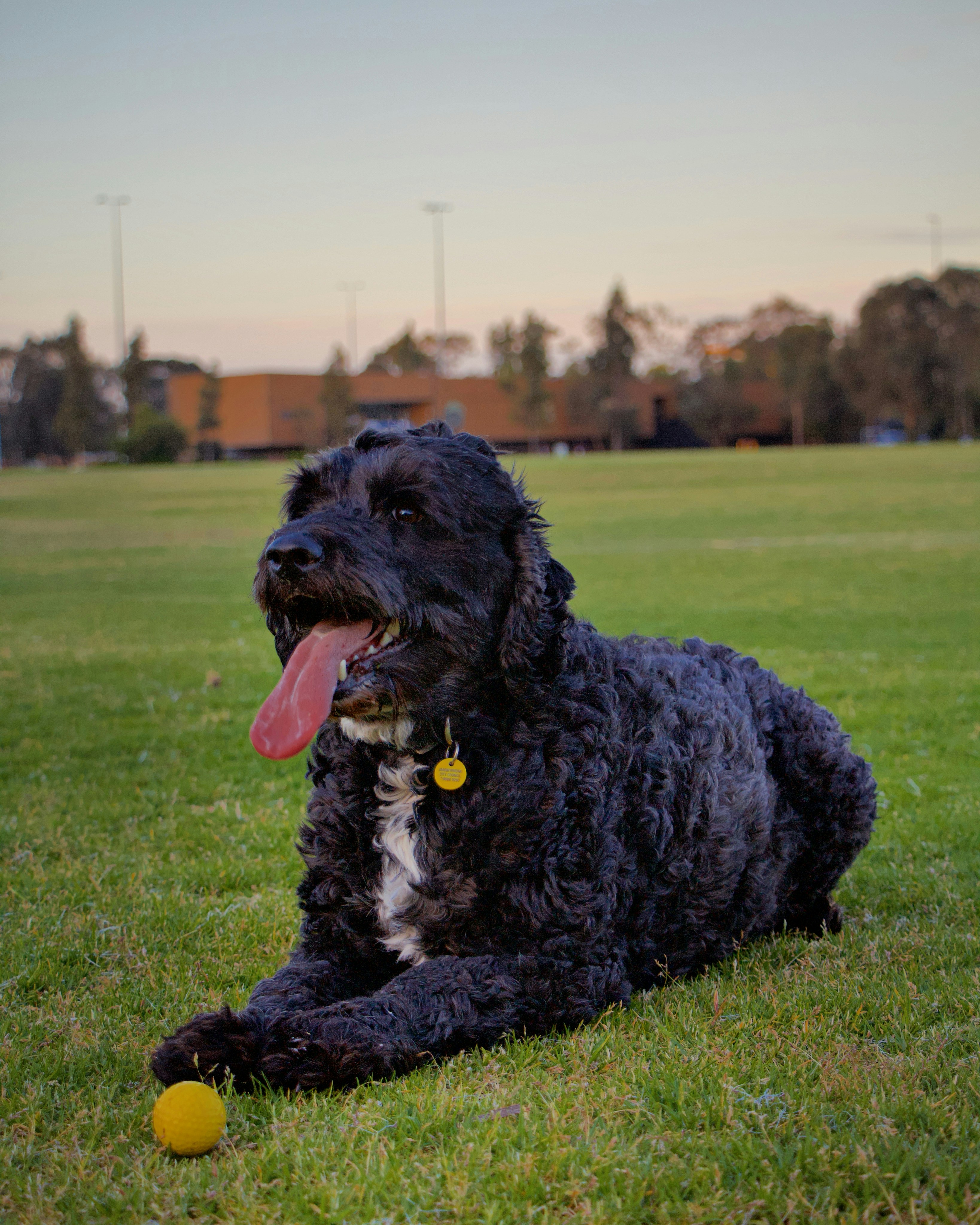 A black dog laying on top of a lush green field photo – Free Dog Image ...
