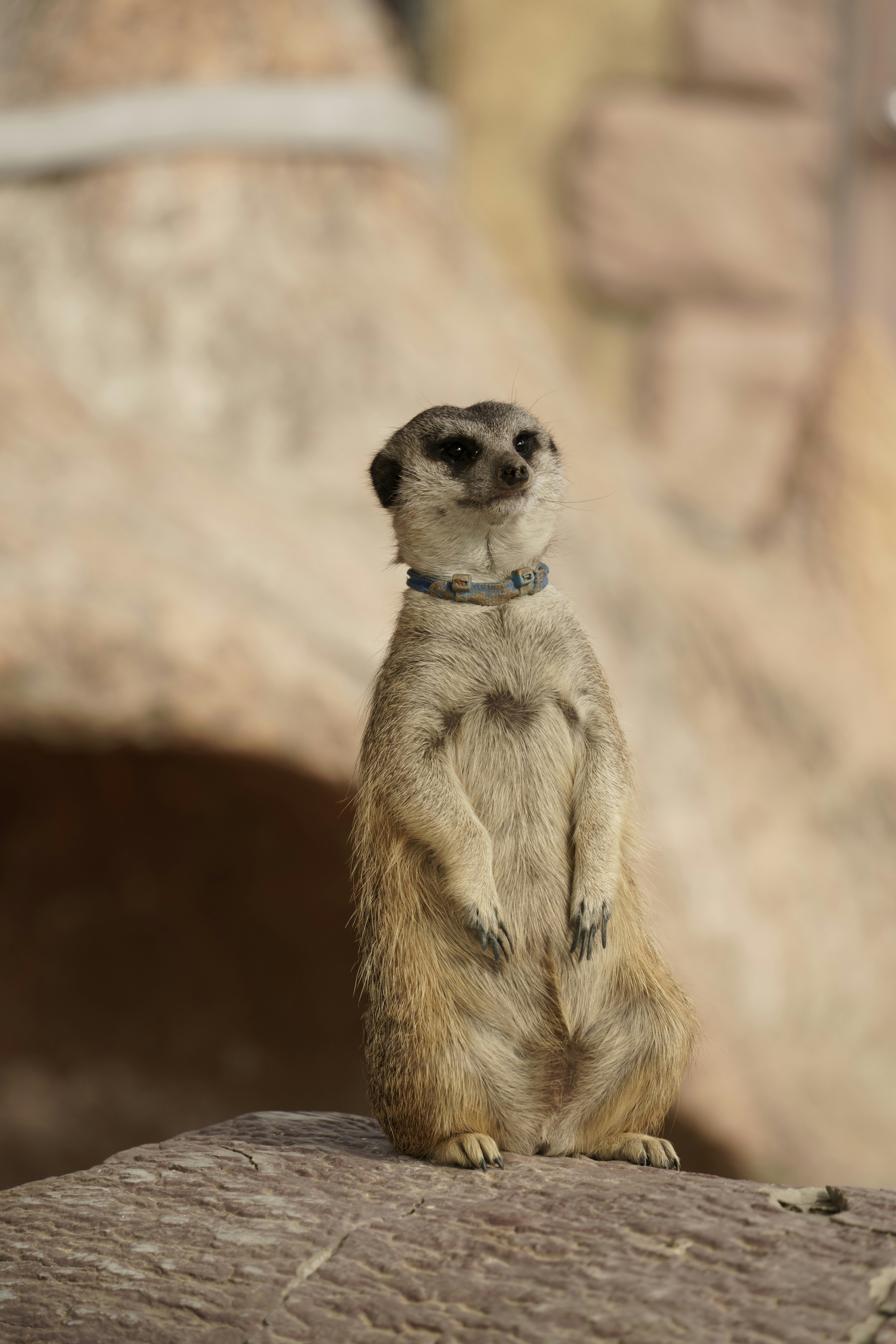 A small meerkat standing on a rock