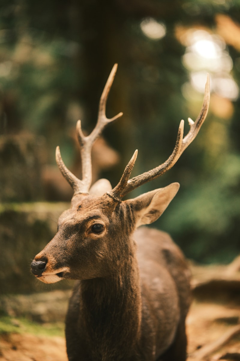 나라-고베 2박 3일 코스