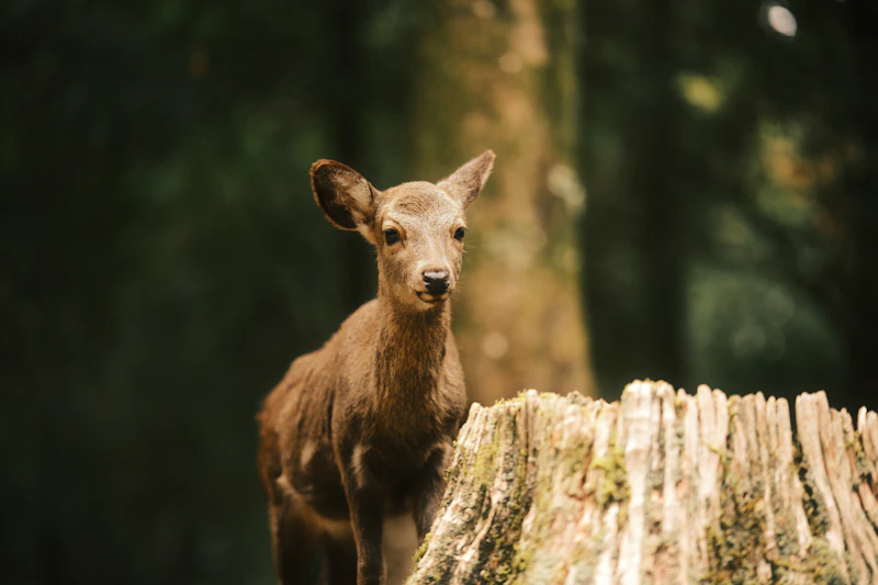 Nara Day Trip: Feeding Deer & Todai-ji Temple Guide