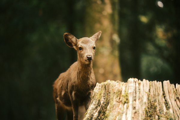 A deer standing on top of a tree stump — Nara, Japan